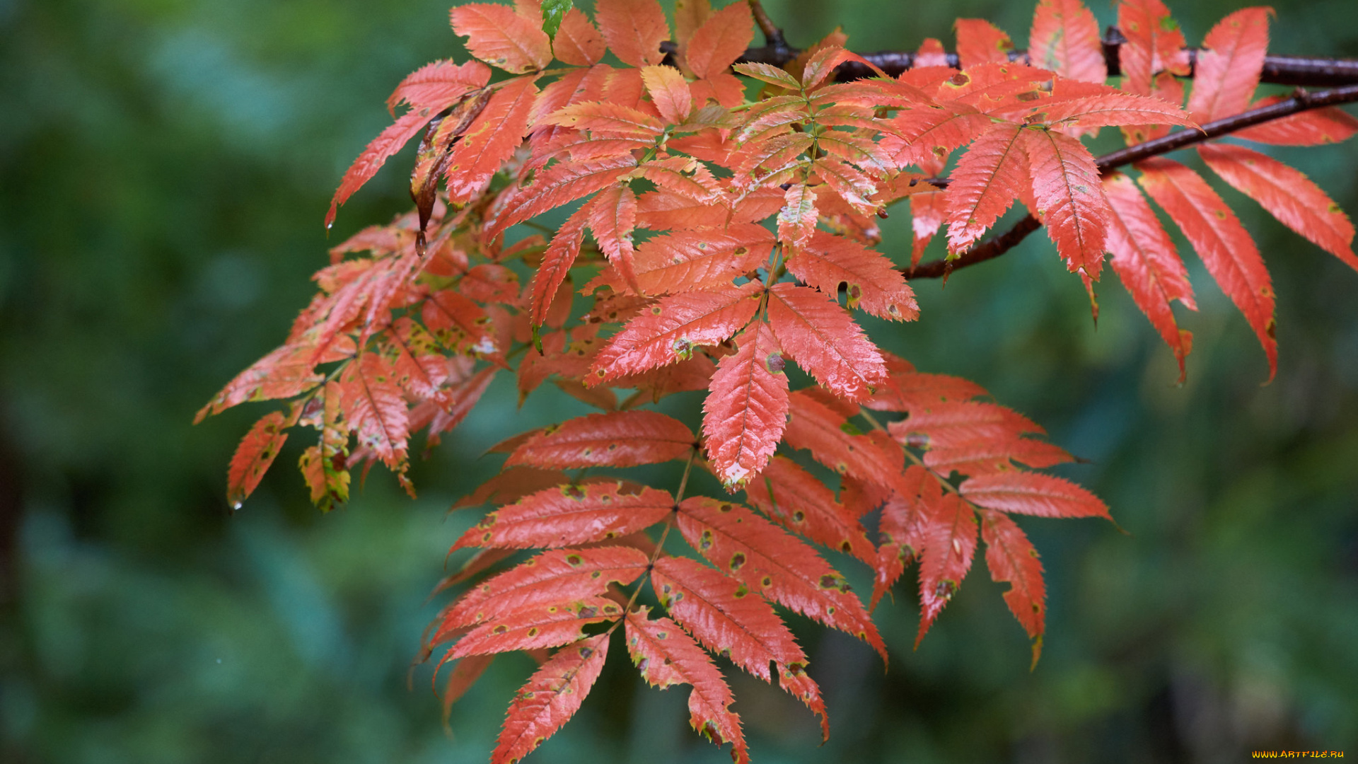 природа, листья, мокрые, осень