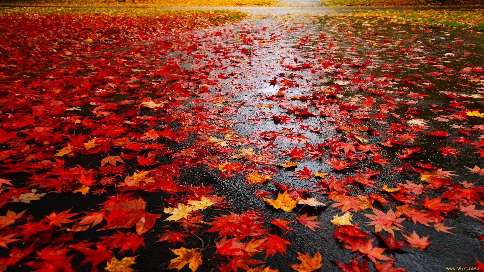 природа, листья, осень