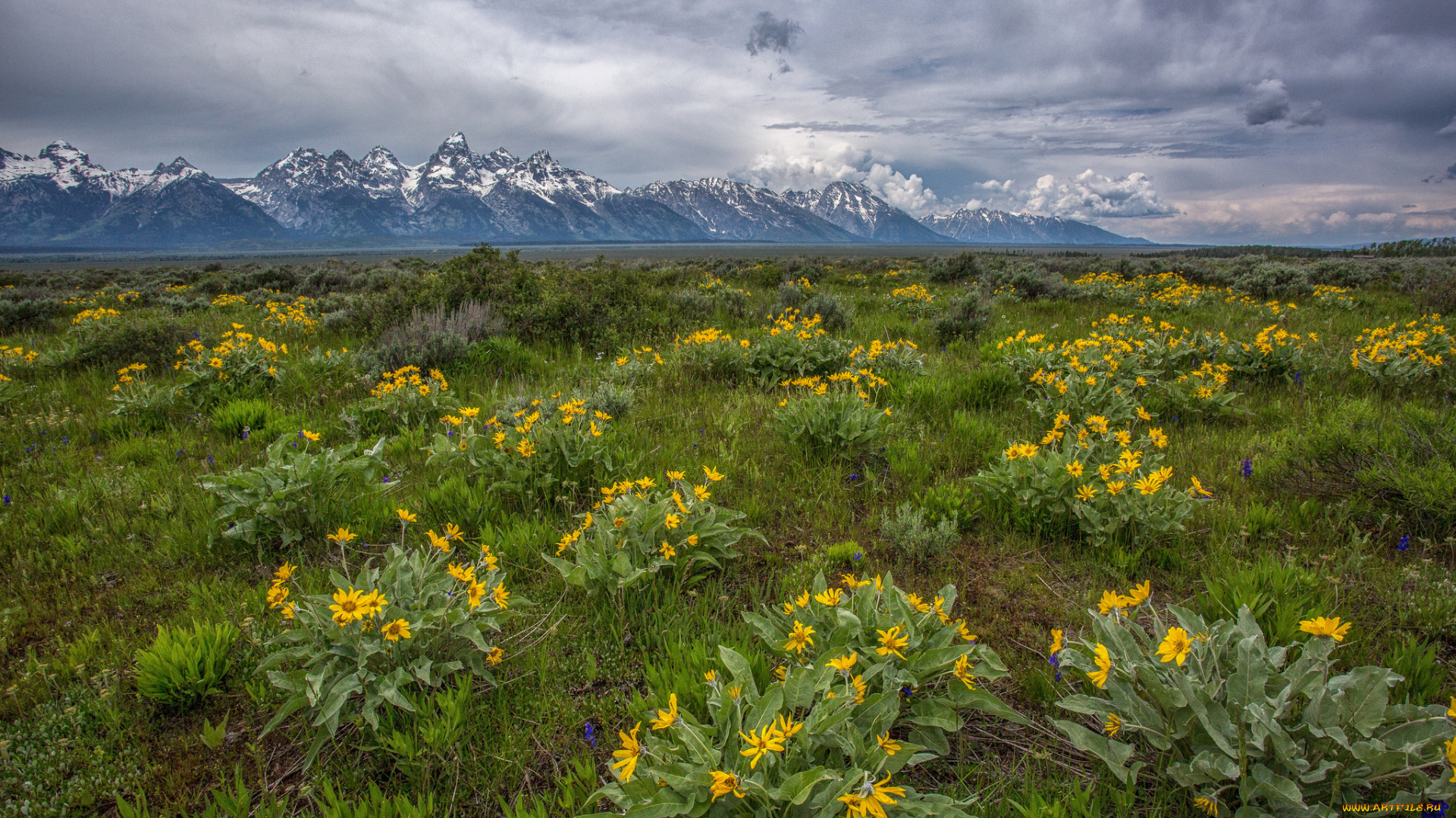 природа, луга, горы, равнина, цветы