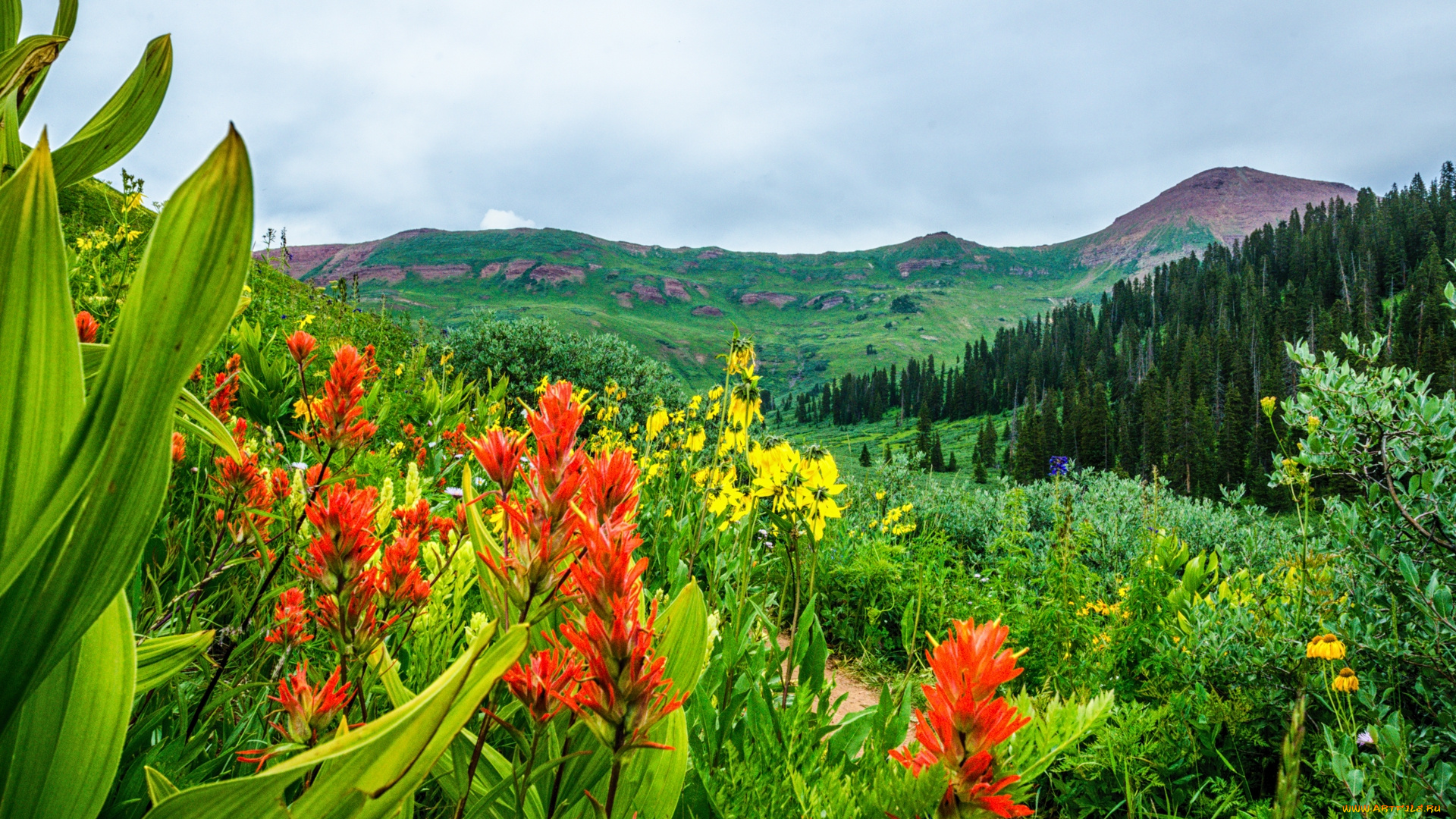 природа, луга, горы, трава, цветы