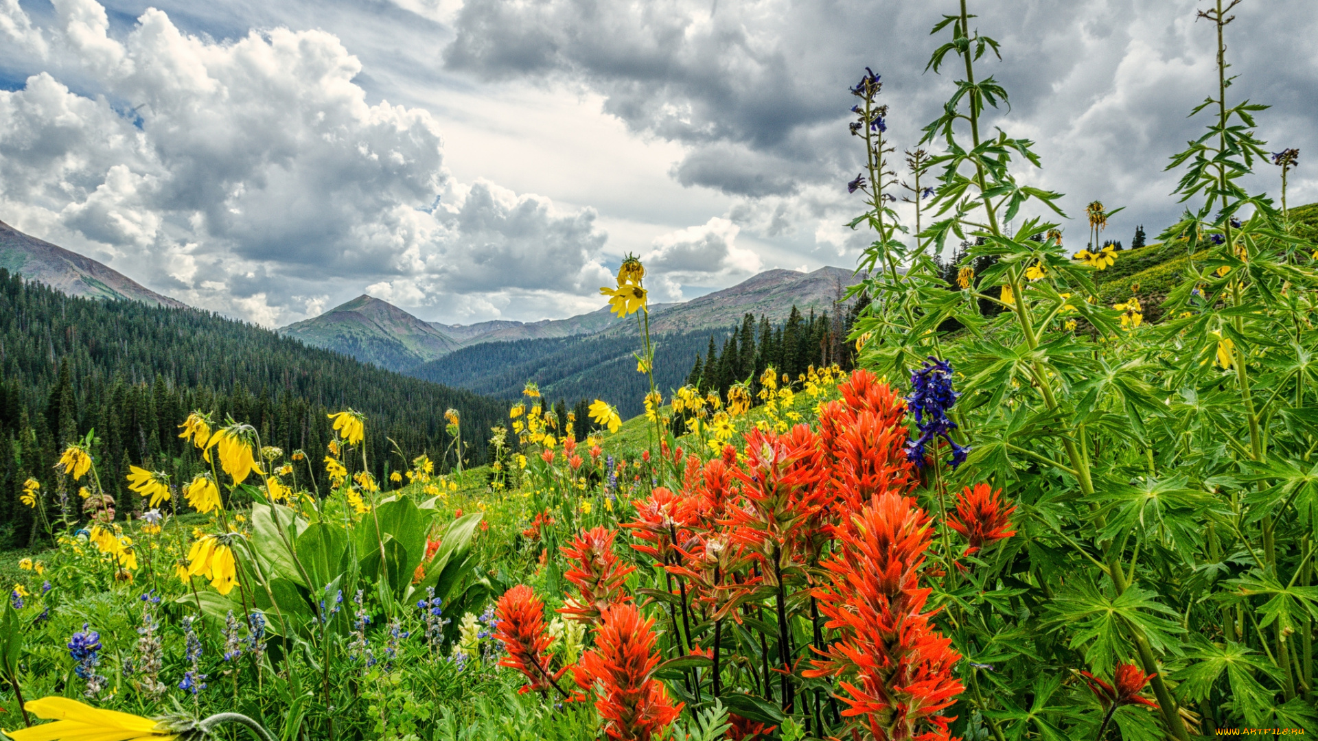 природа, луга, горы, трава, цветы