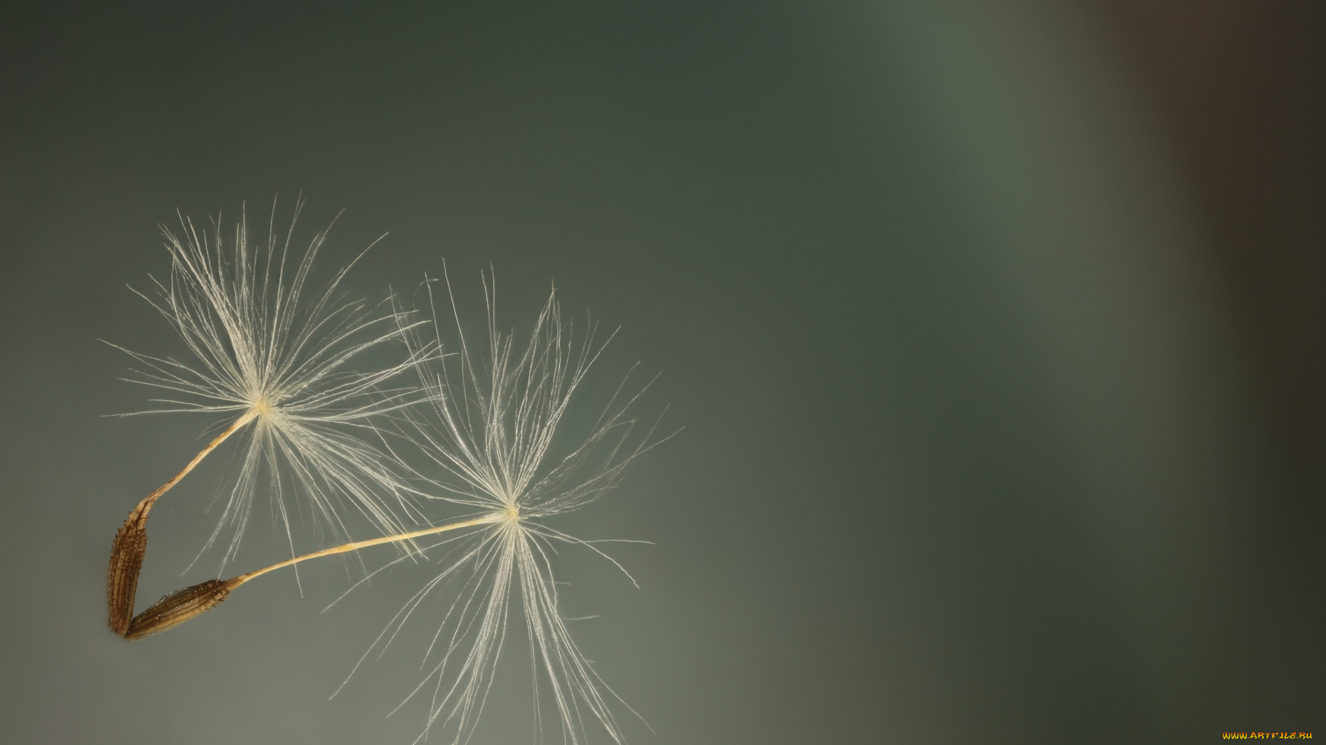 природа, макро, фон