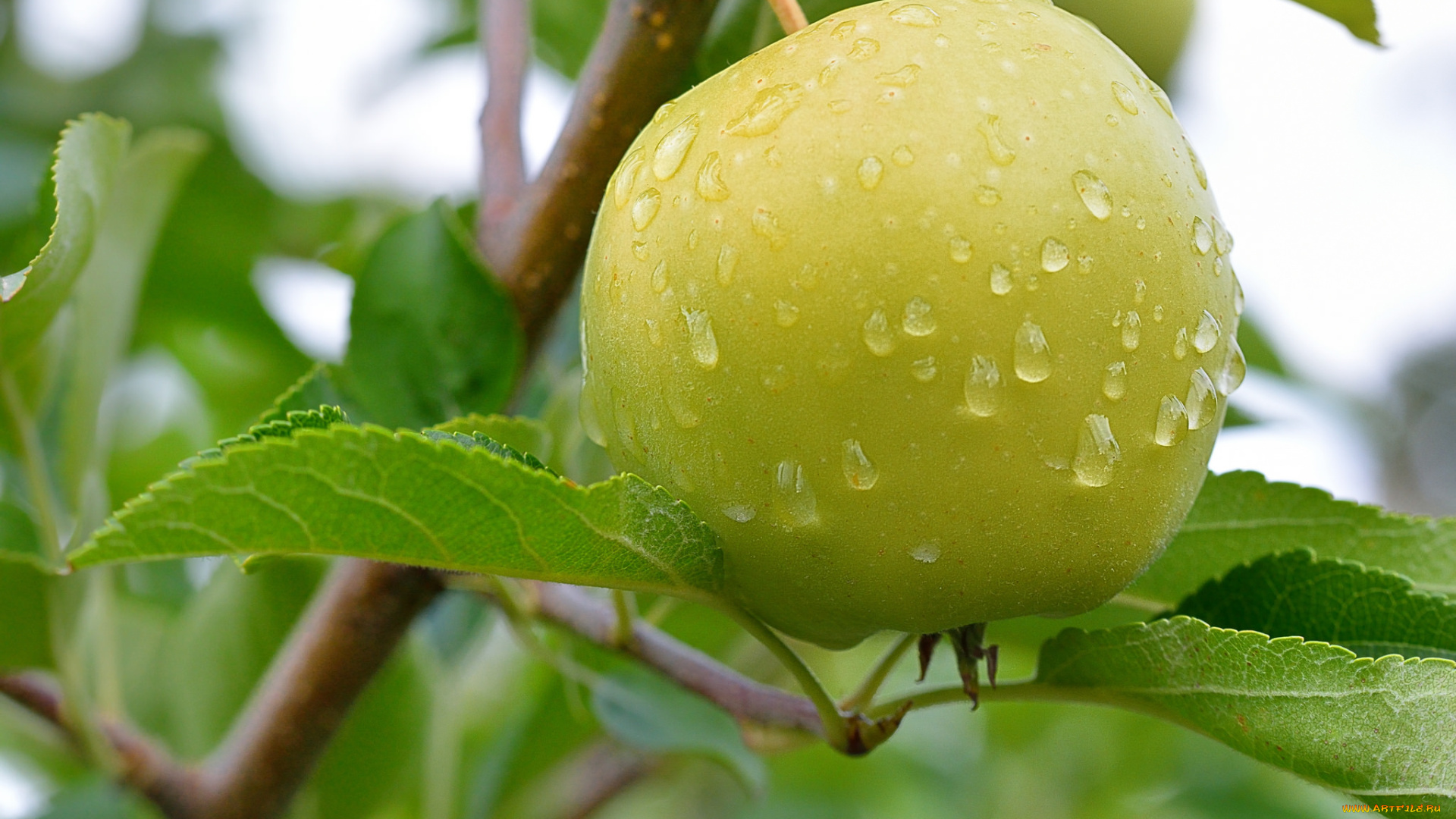 природа, плоды, яблоко