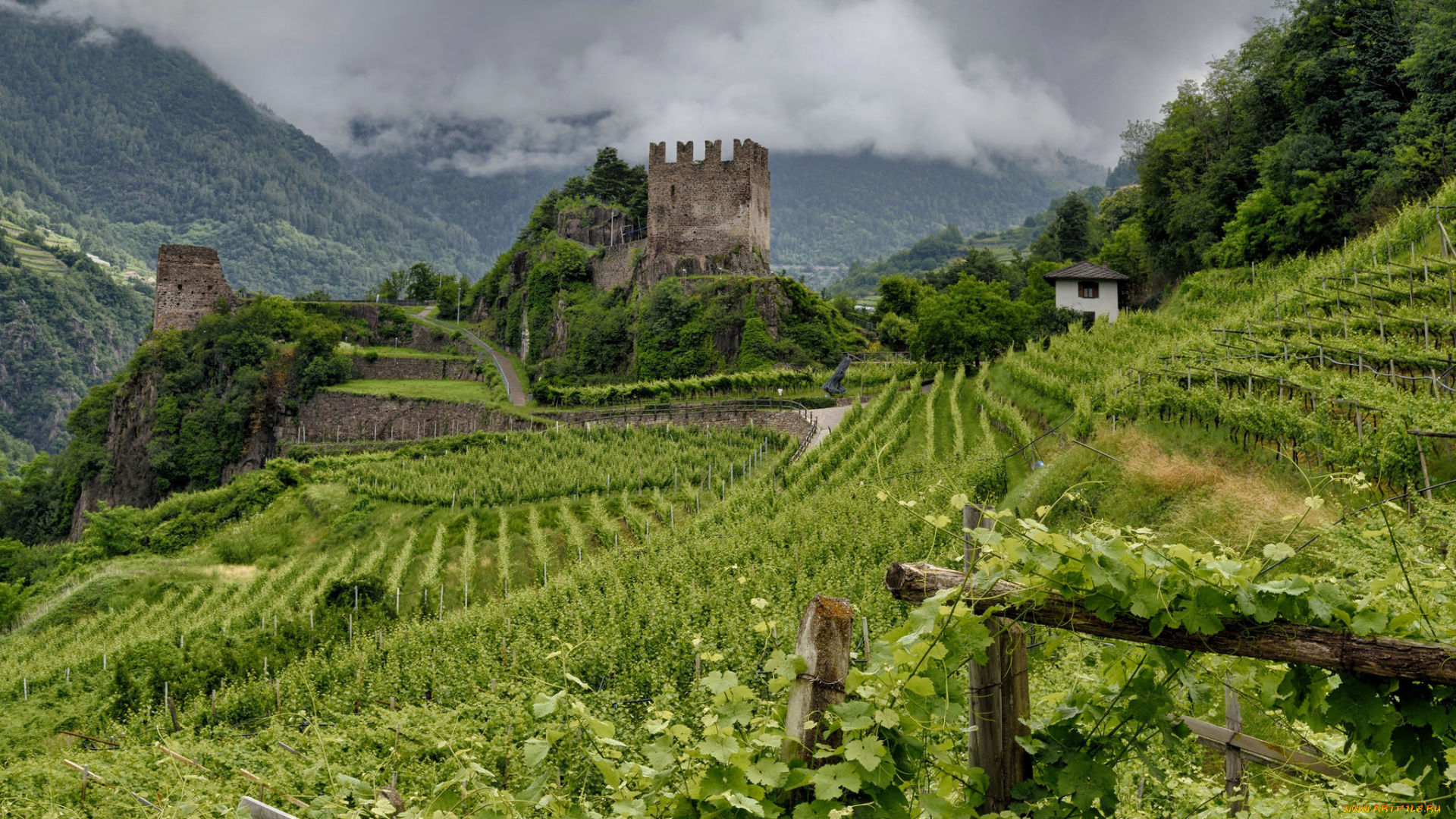 природа, поля