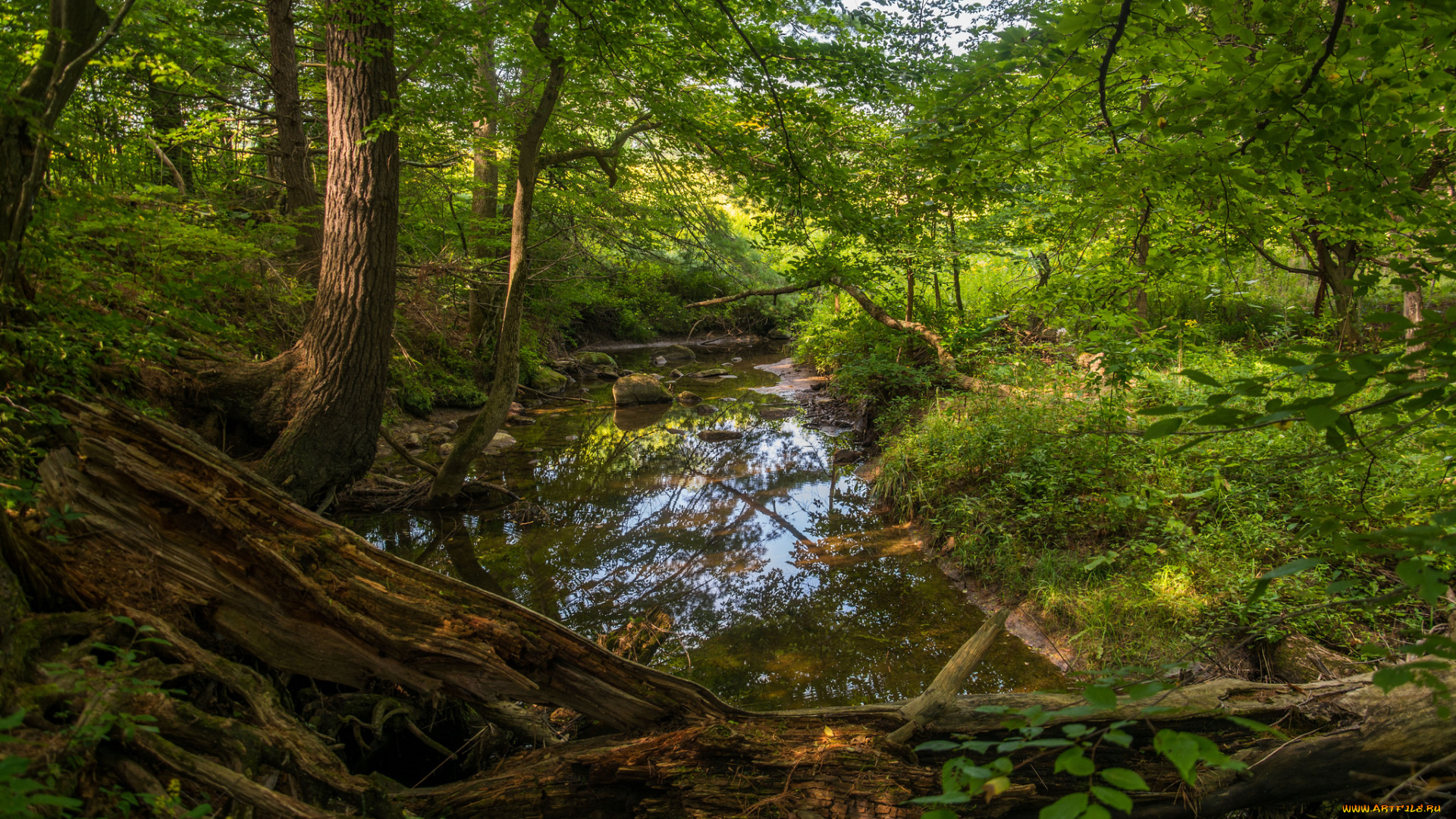 природа, радуга, река, лес