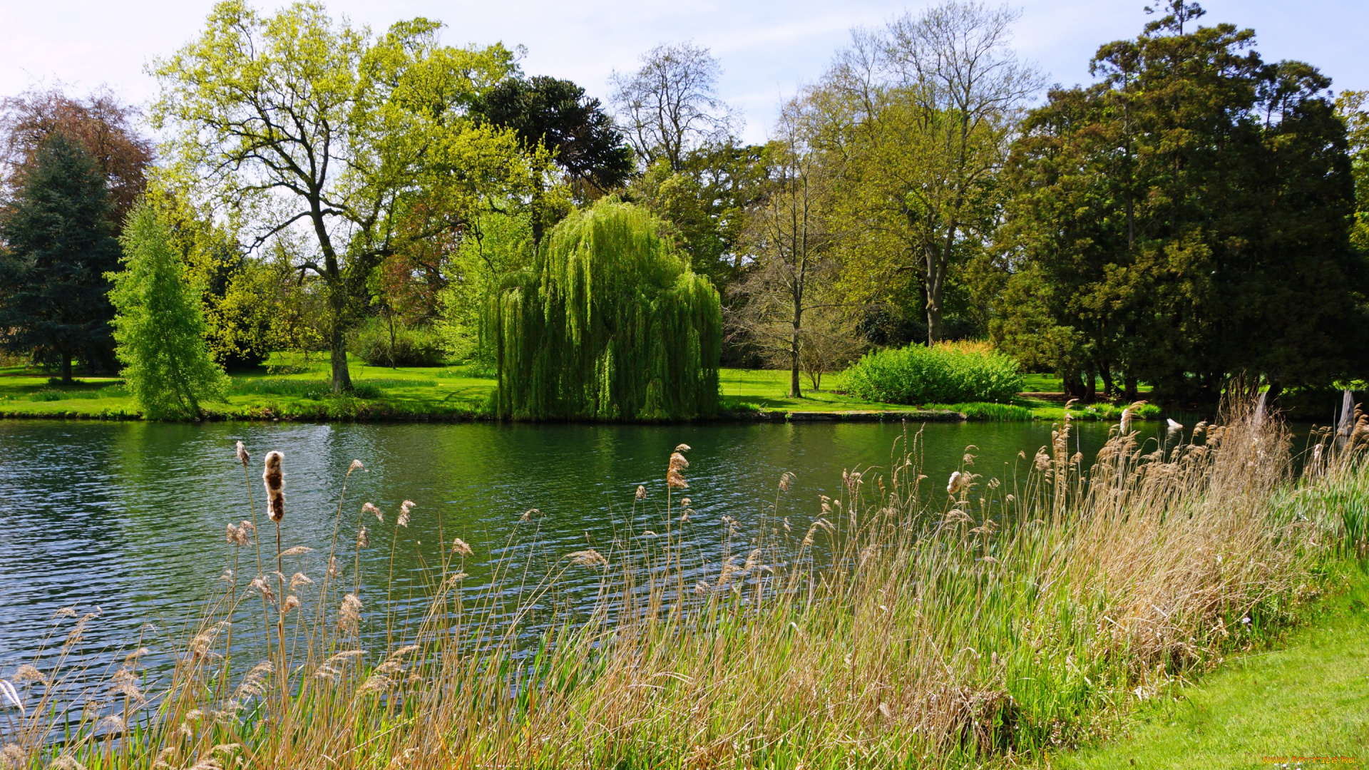 природа, реки, озера, англия, peterboro, лето, парк, озеро, трава, кусты, деревья