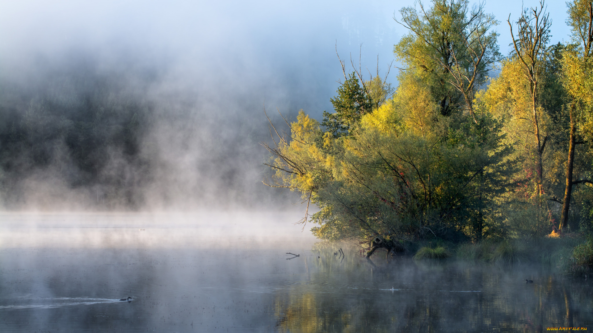 природа, реки, озера, дерево, туман, пар, озеро, утро