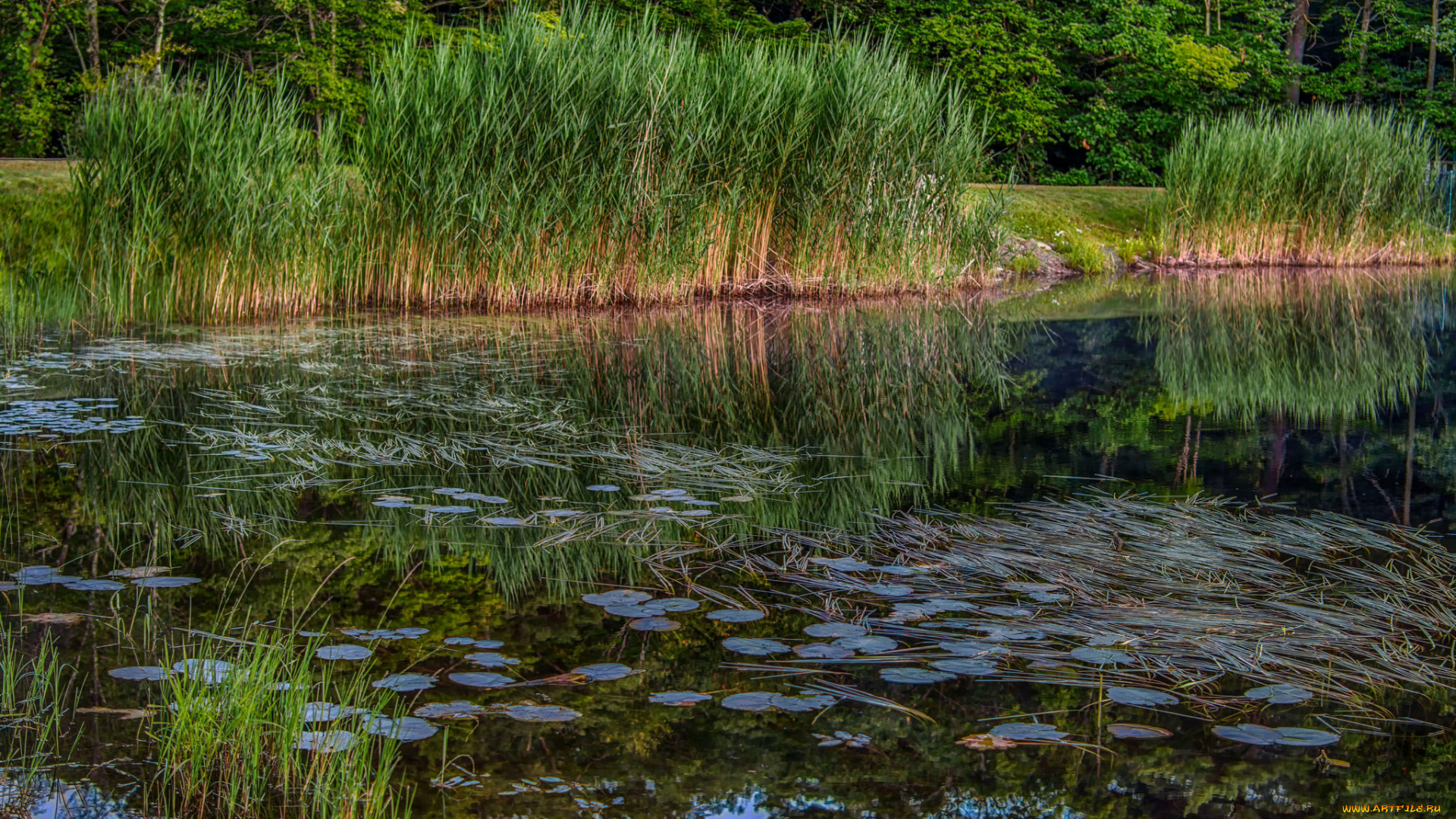 природа, реки, озера, лес, река