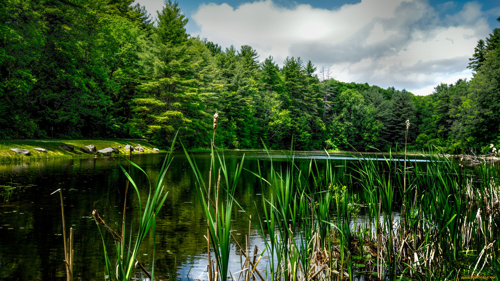 природа, реки, озера, лес, река