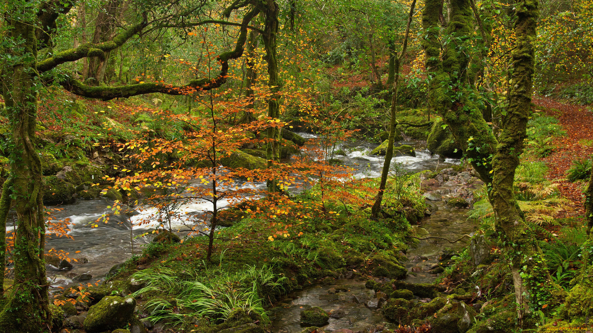 природа, реки, озера, лес, река