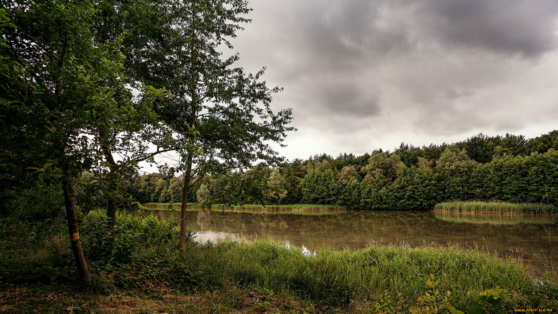 природа, реки, озера, лес, река