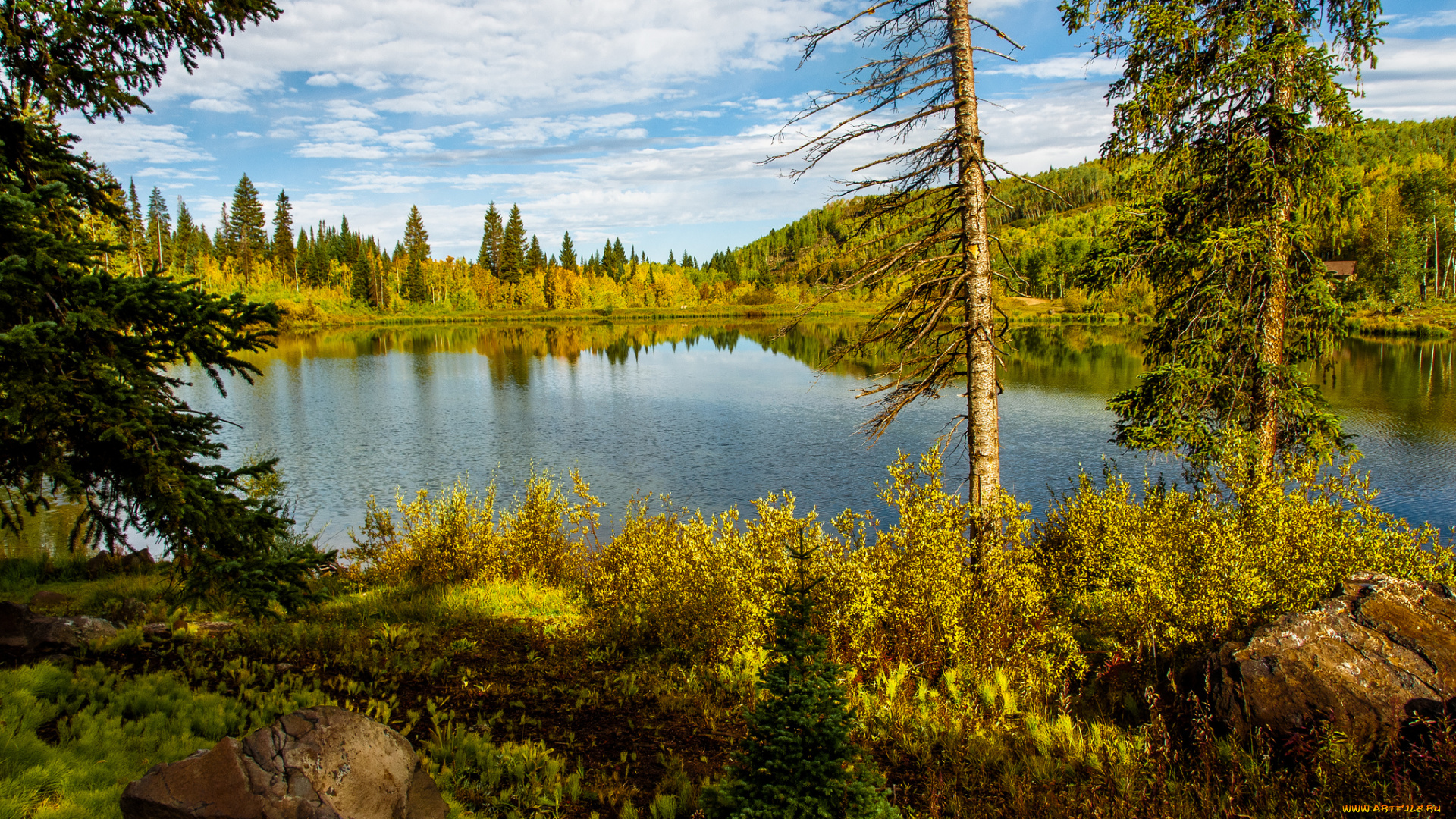 природа, реки, озера, лес, река