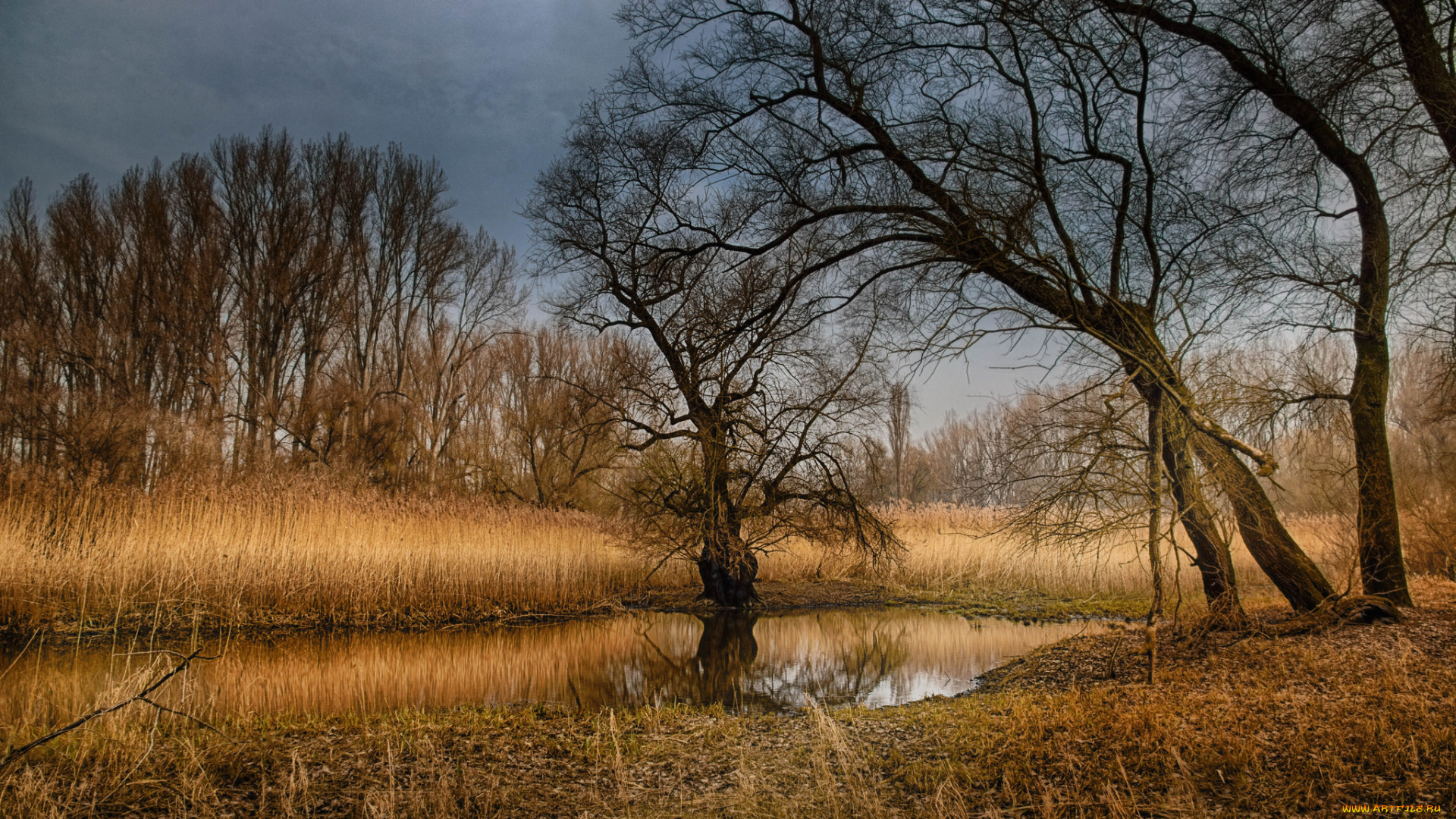 природа, реки, озера, лес, река, осень