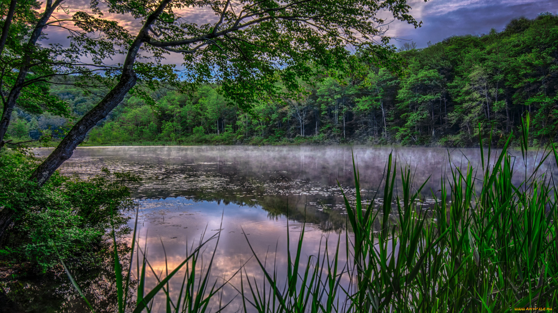 природа, реки, озера, река, лес