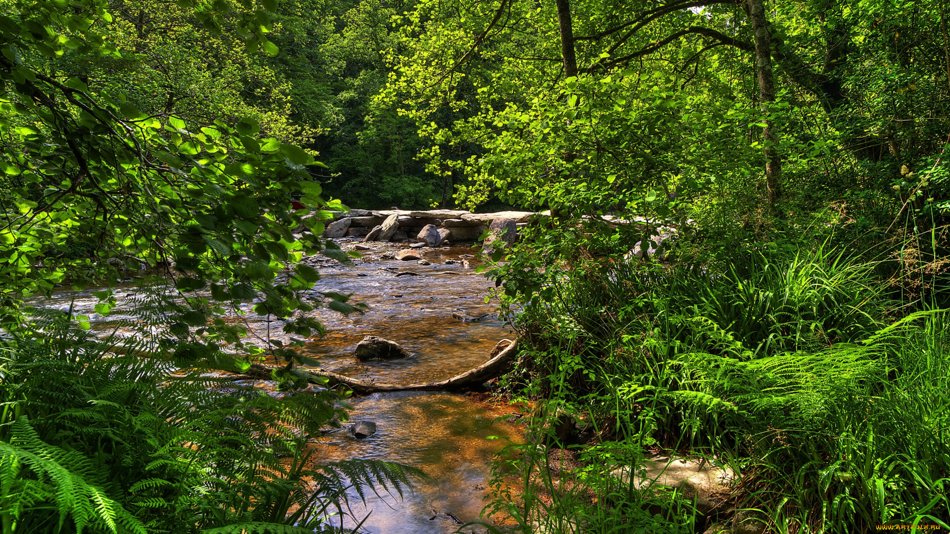 природа, реки, озера, великобритания, exmoor, national, park, лес, ручей, камни, деревья, ветки, кусты