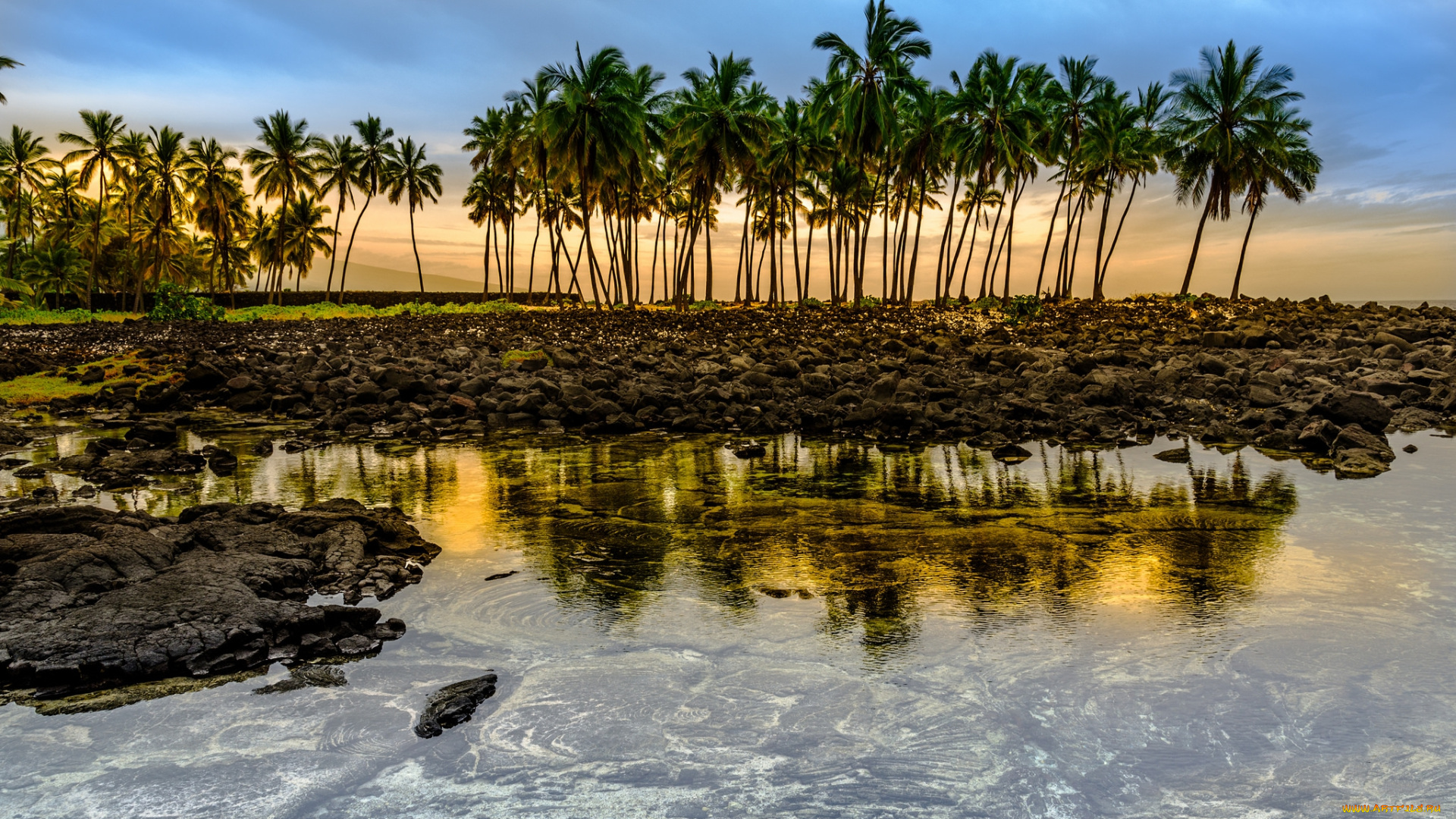 природа, тропики, пляж, пальмы