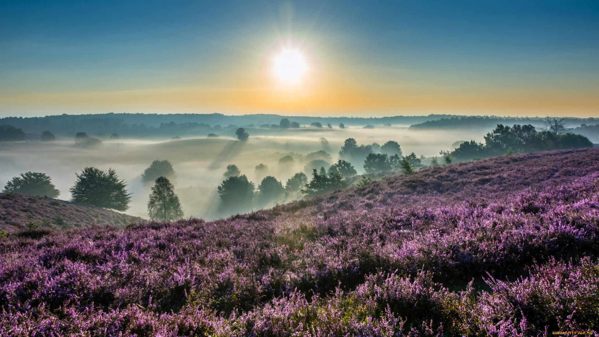 природа, восходы, закаты, hoge, veluwe, national, park, gelderland, netherlands, национальный, парк, де-хоге-велюве, гелдерланд, нидерланды, утро, рассвет, восход, туман, вереск