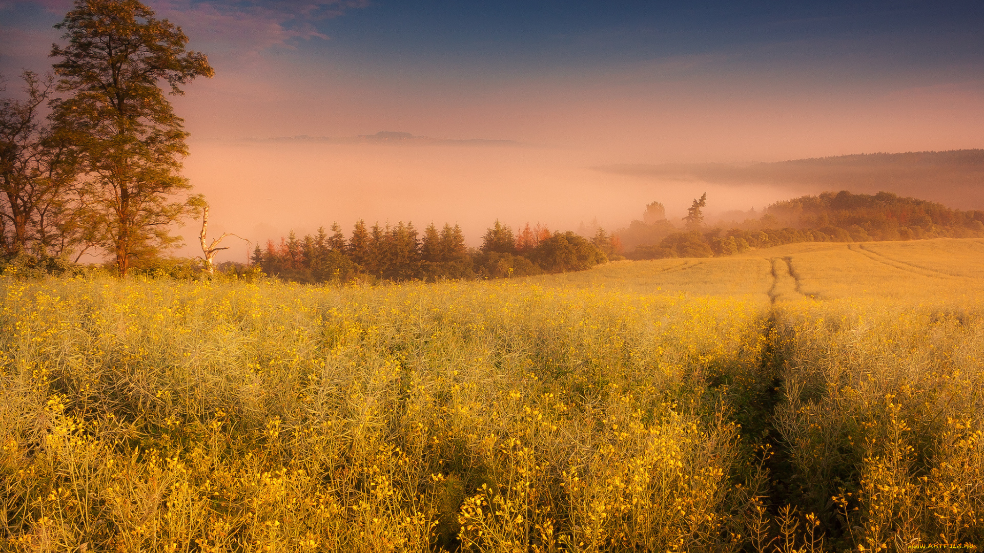 природа, восходы, закаты, утро, рассвет, туман