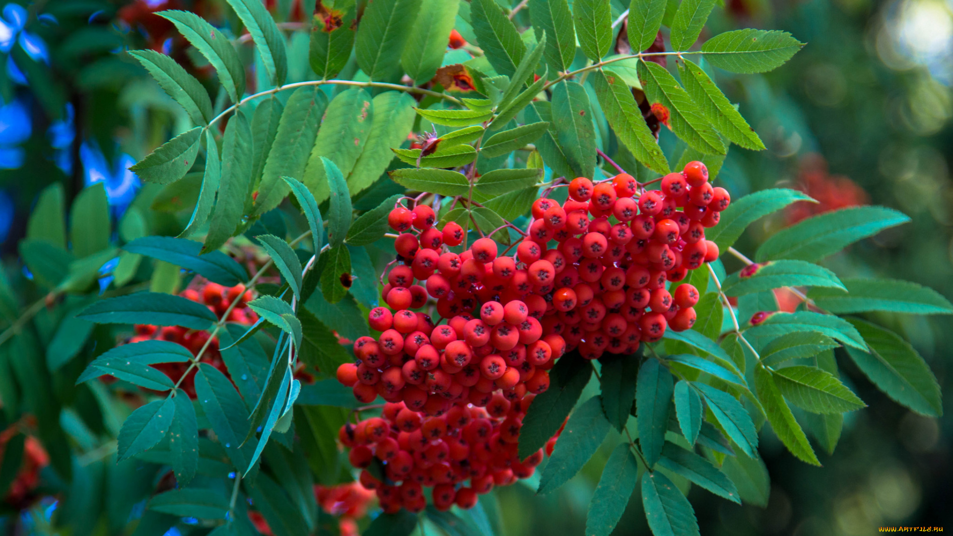 природа, Ягоды, , рябина, гроздь