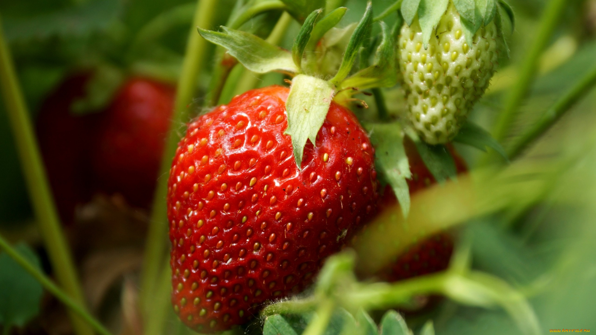 природа, Ягоды, клубника, ягода, красный