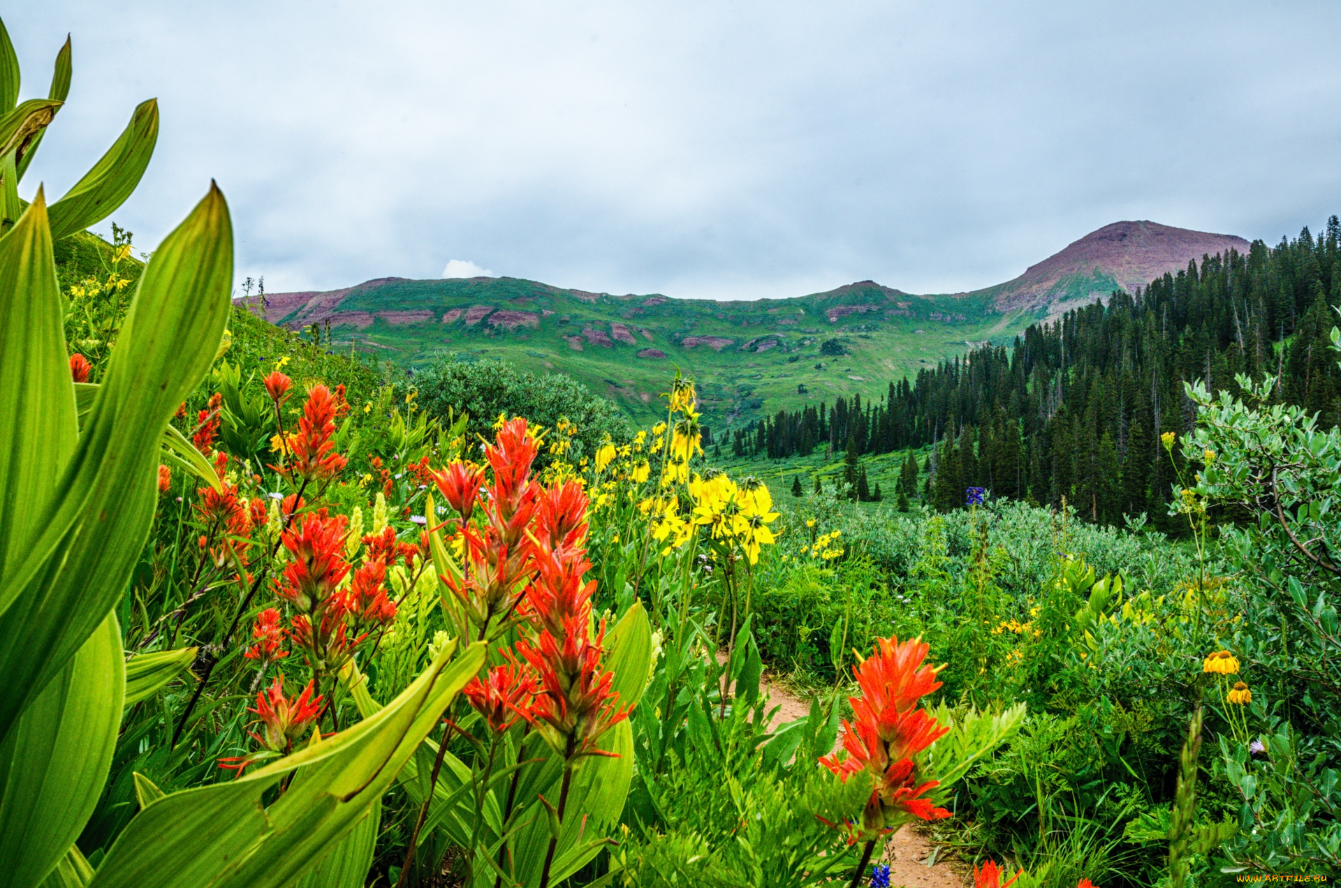 природа, луга, горы, трава, цветы