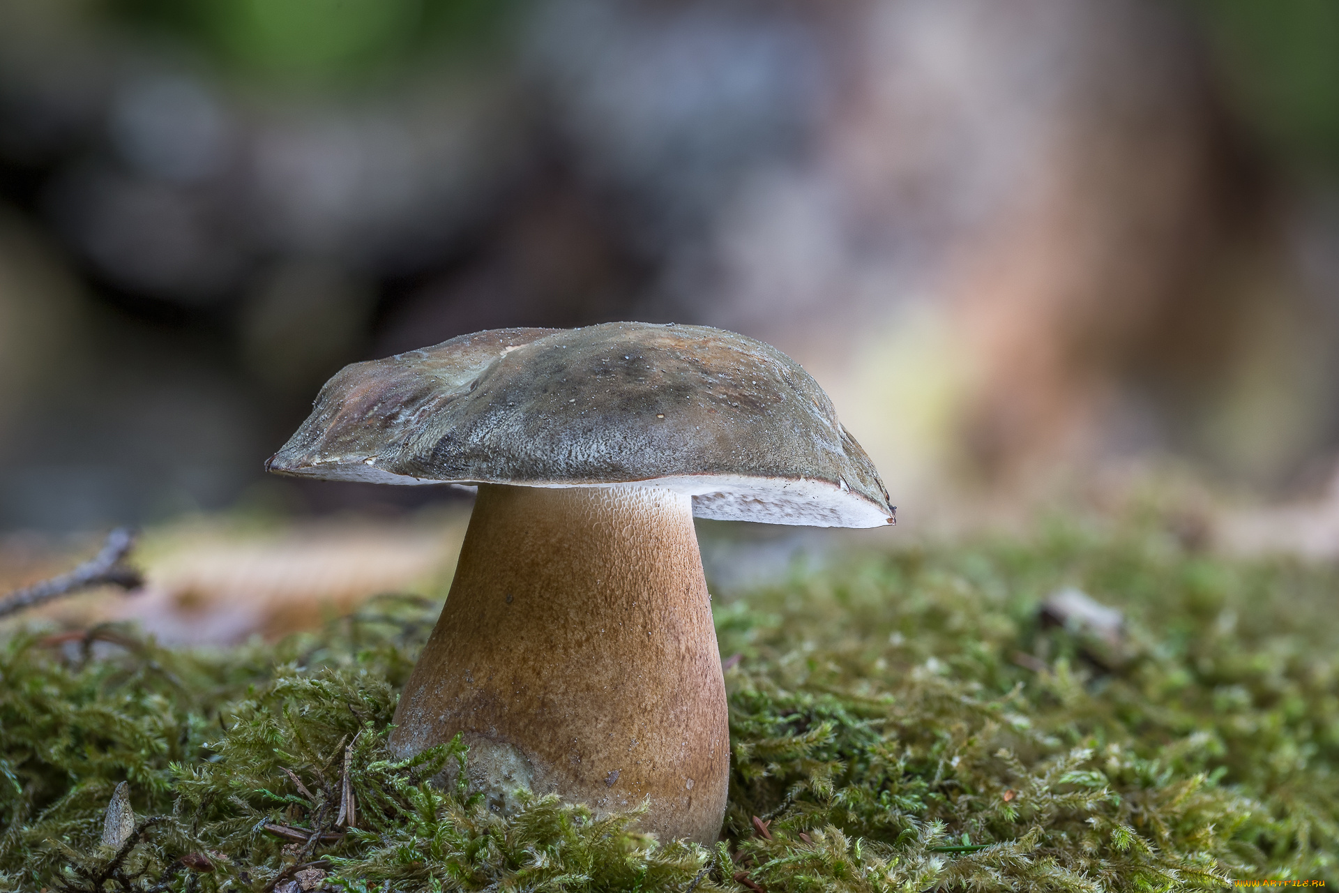 природа, грибы, белый