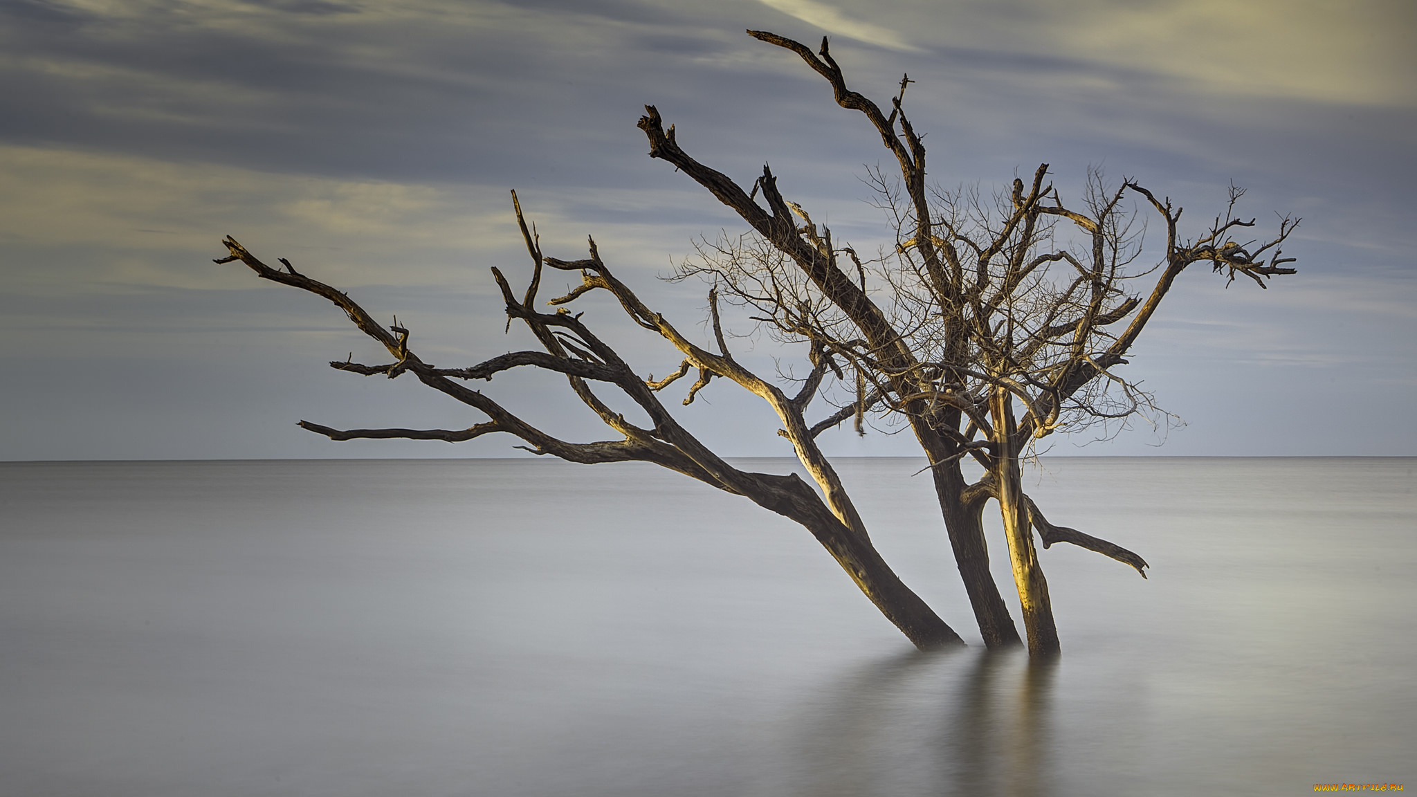 природа, реки, озера, дерево, озеро, утро