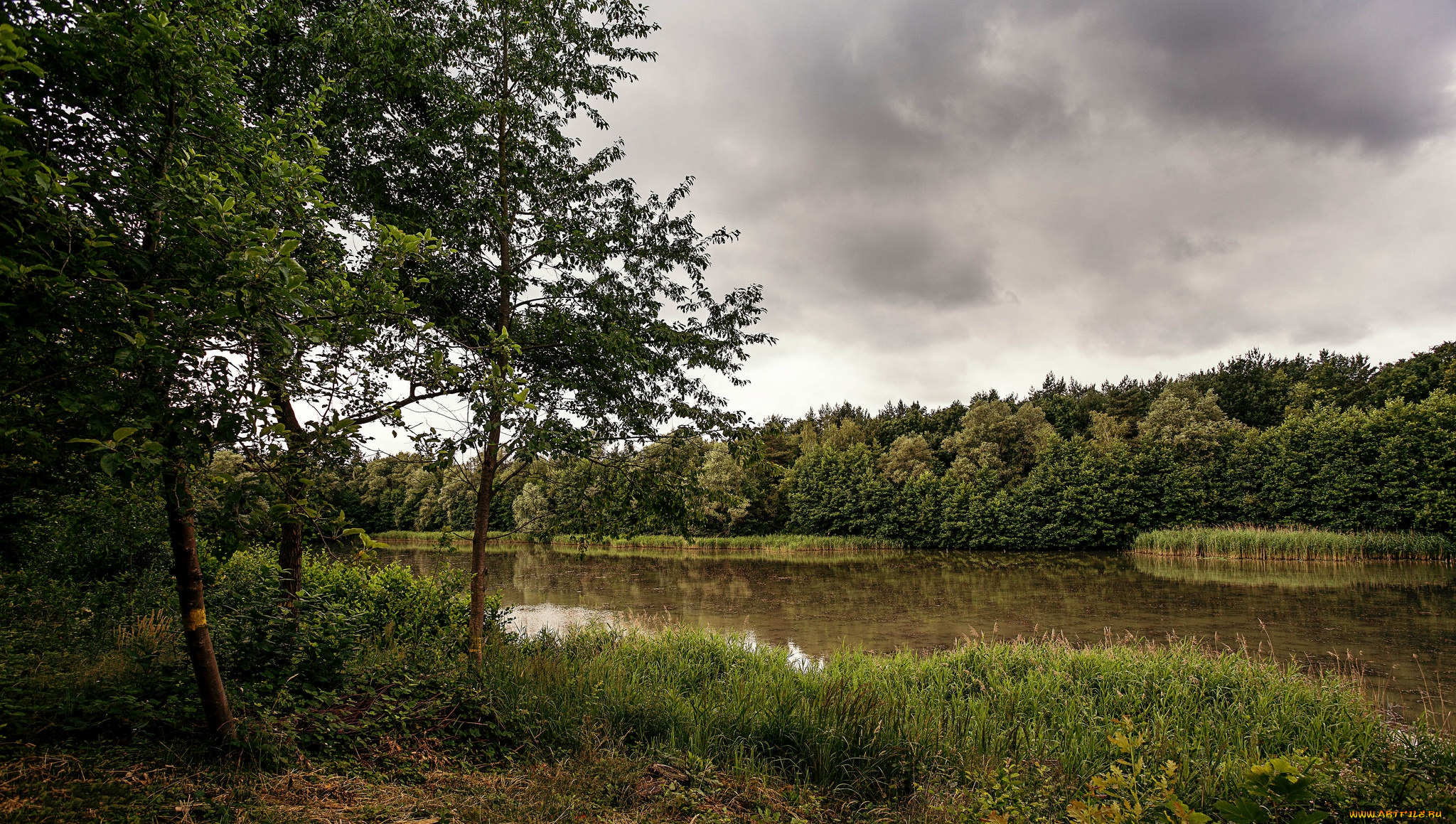 природа, реки, озера, лес, река