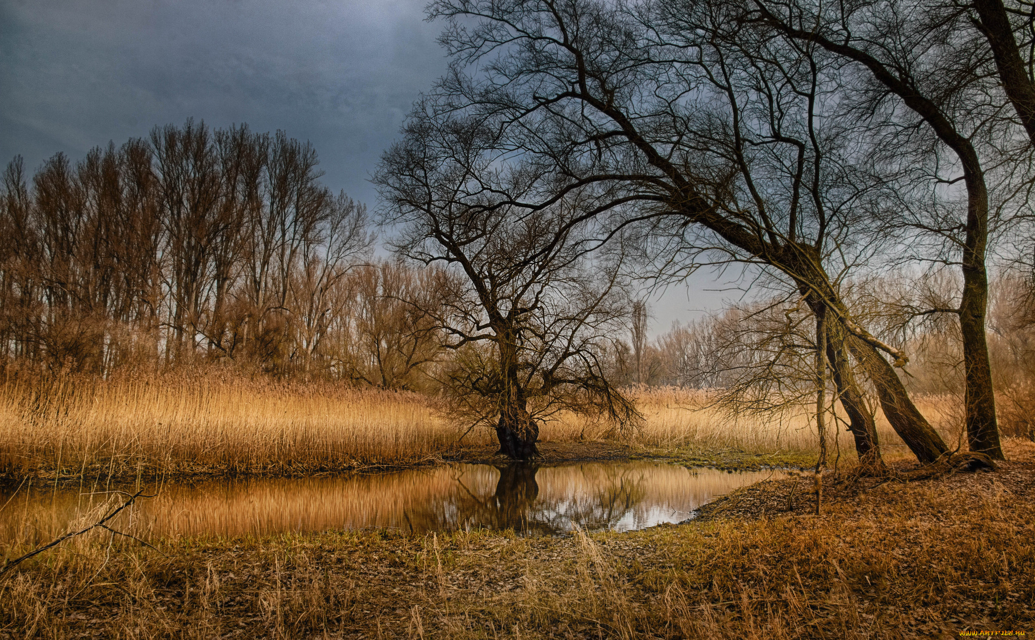 природа, реки, озера, лес, река, осень