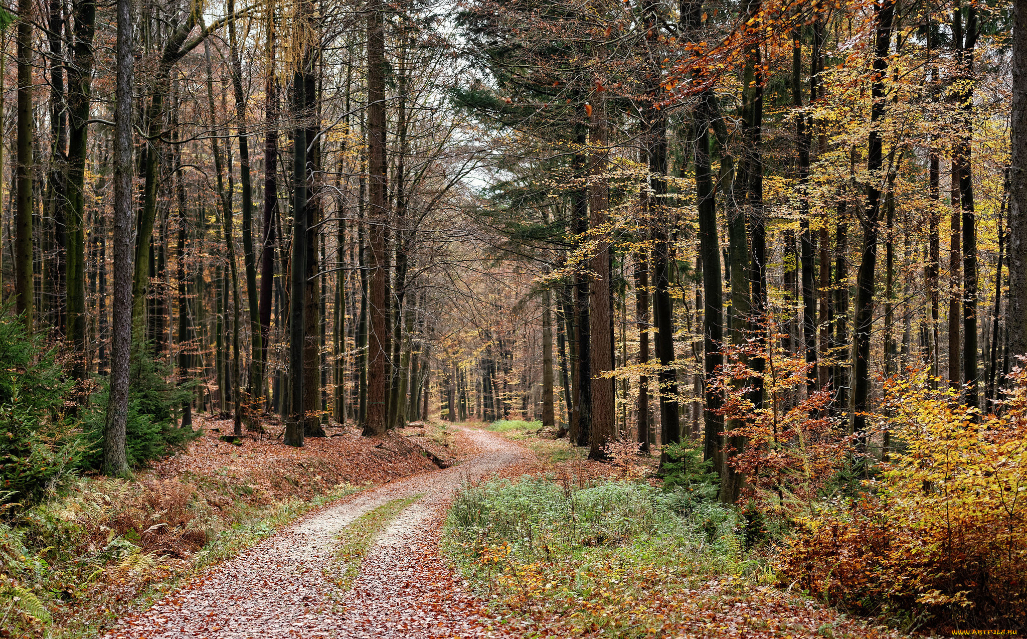 природа, дороги, лес, колея