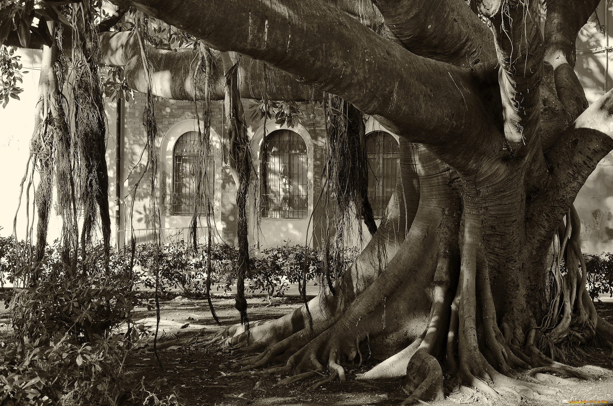 природа, деревья, дерево