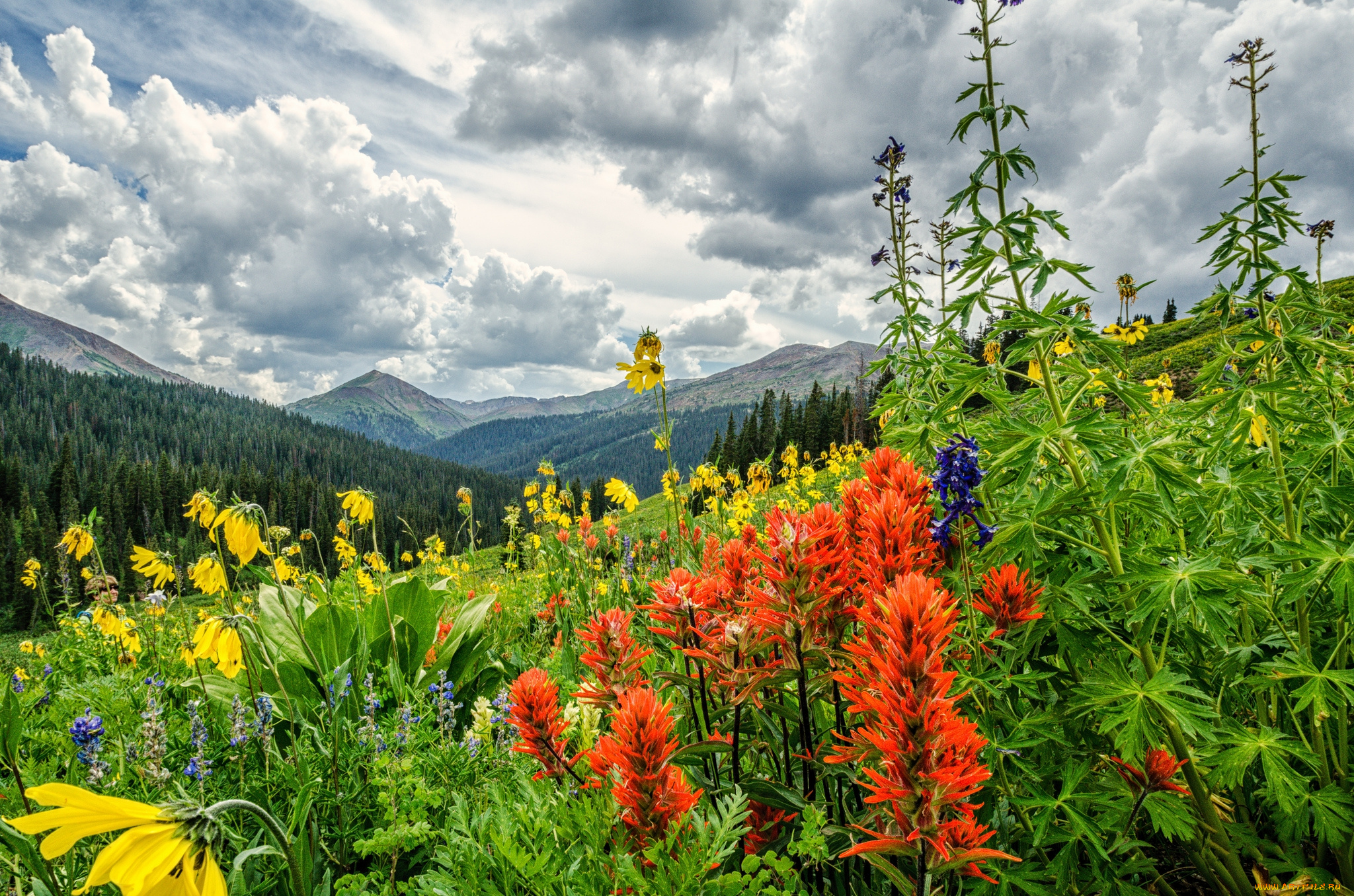 природа, луга, горы, трава, цветы