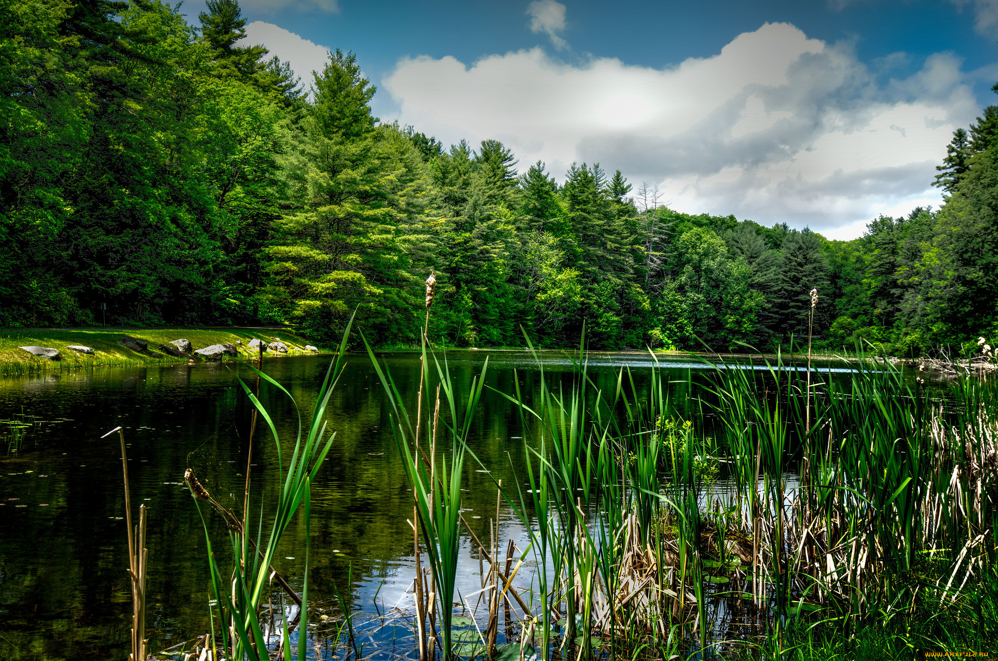 природа, реки, озера, лес, река