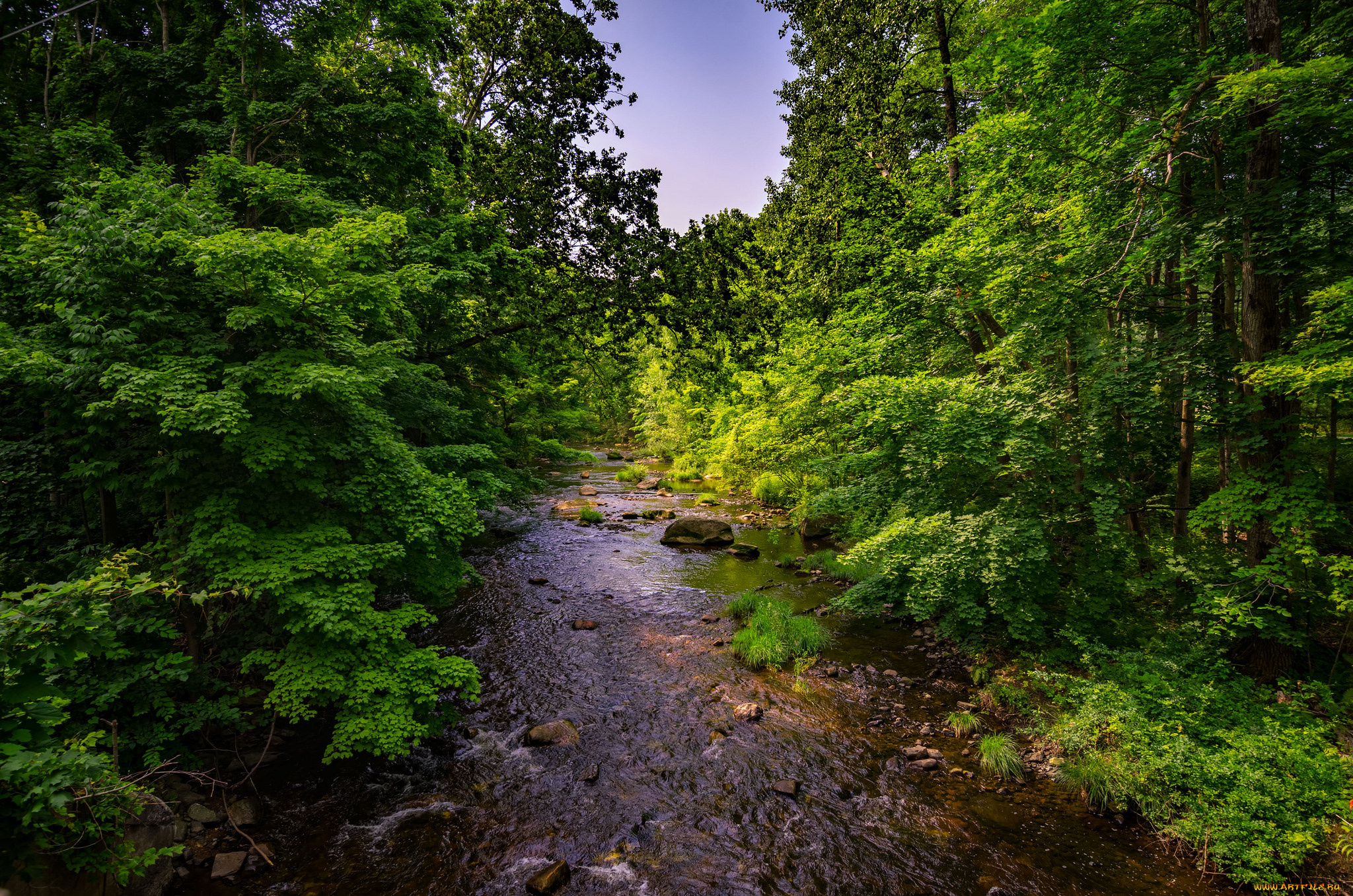 природа, реки, озера, река, лес