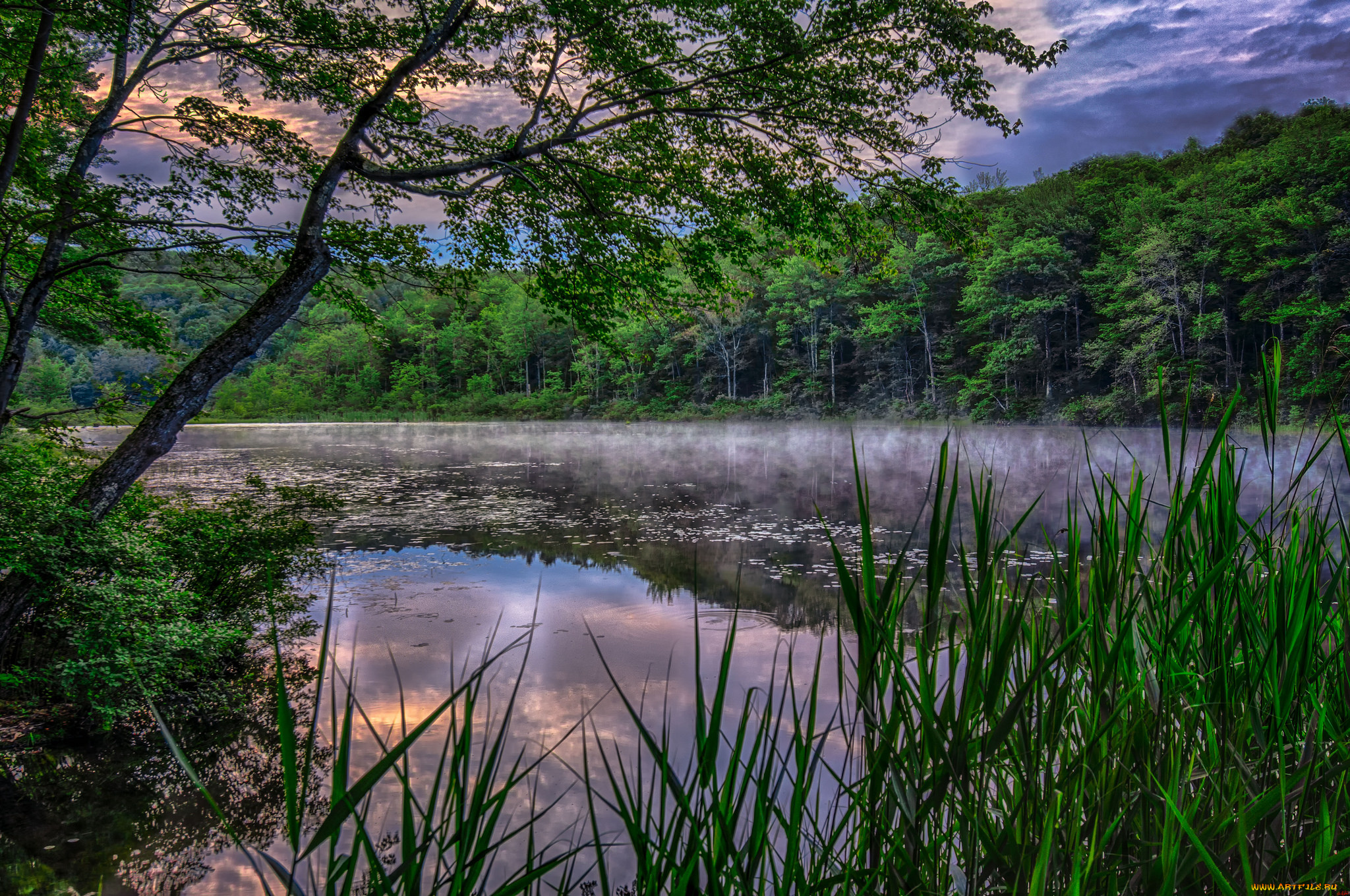 природа, реки, озера, река, лес