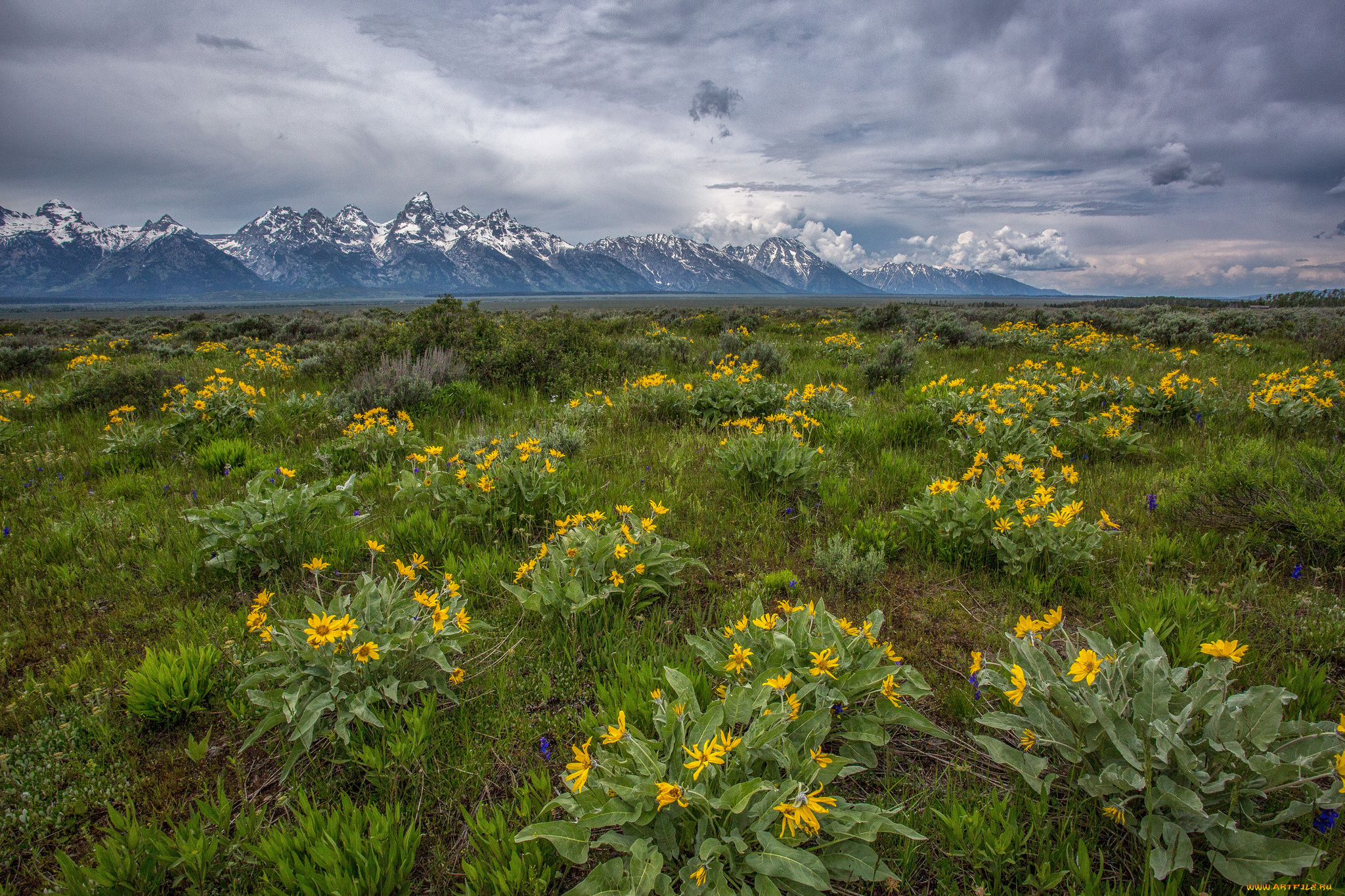 природа, луга, горы, равнина, цветы