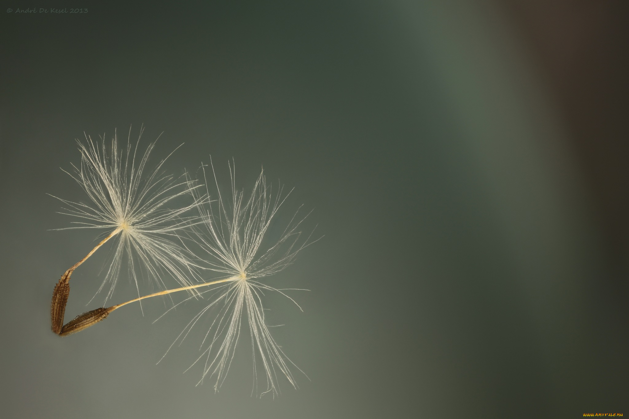 природа, макро, фон