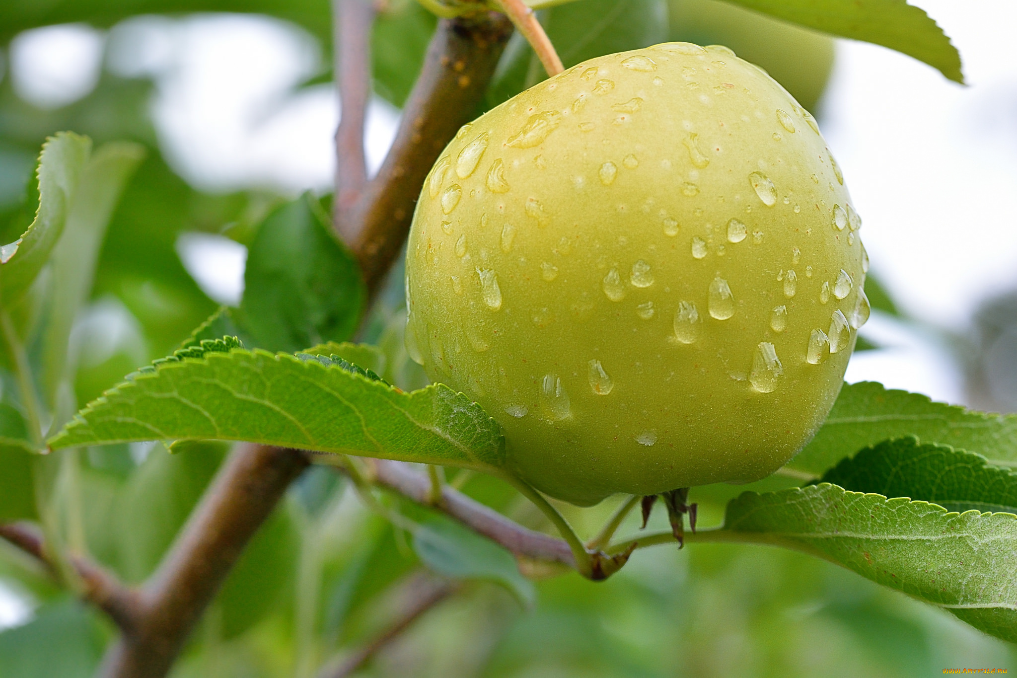 природа, плоды, яблоко