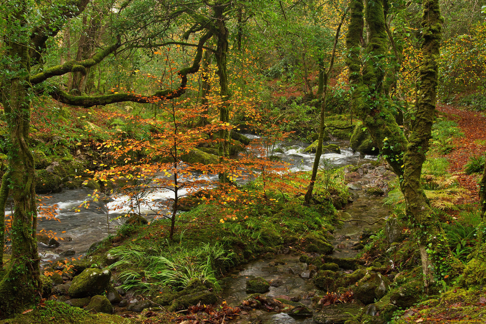 природа, реки, озера, лес, река