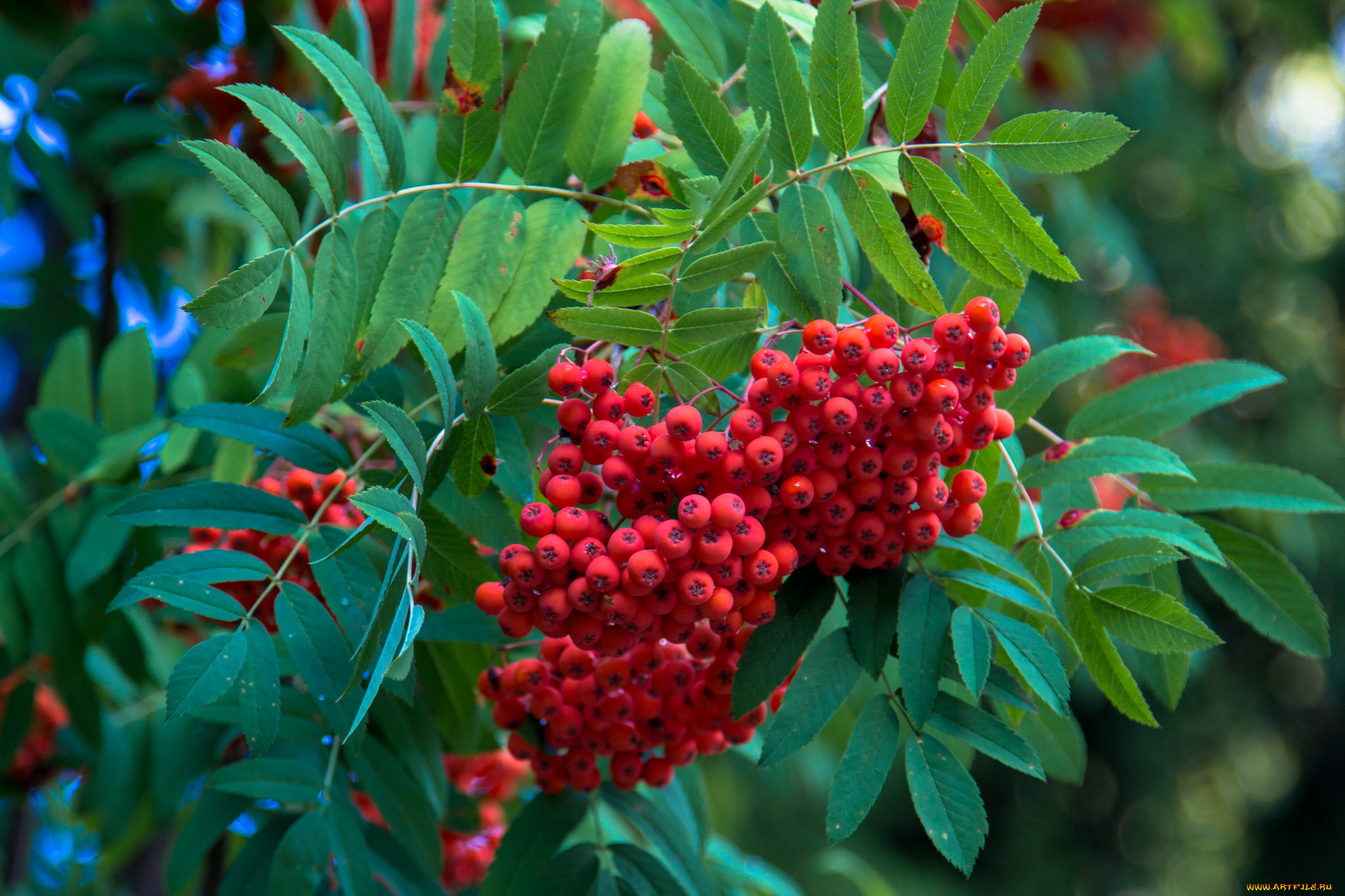 природа, Ягоды, , рябина, гроздь