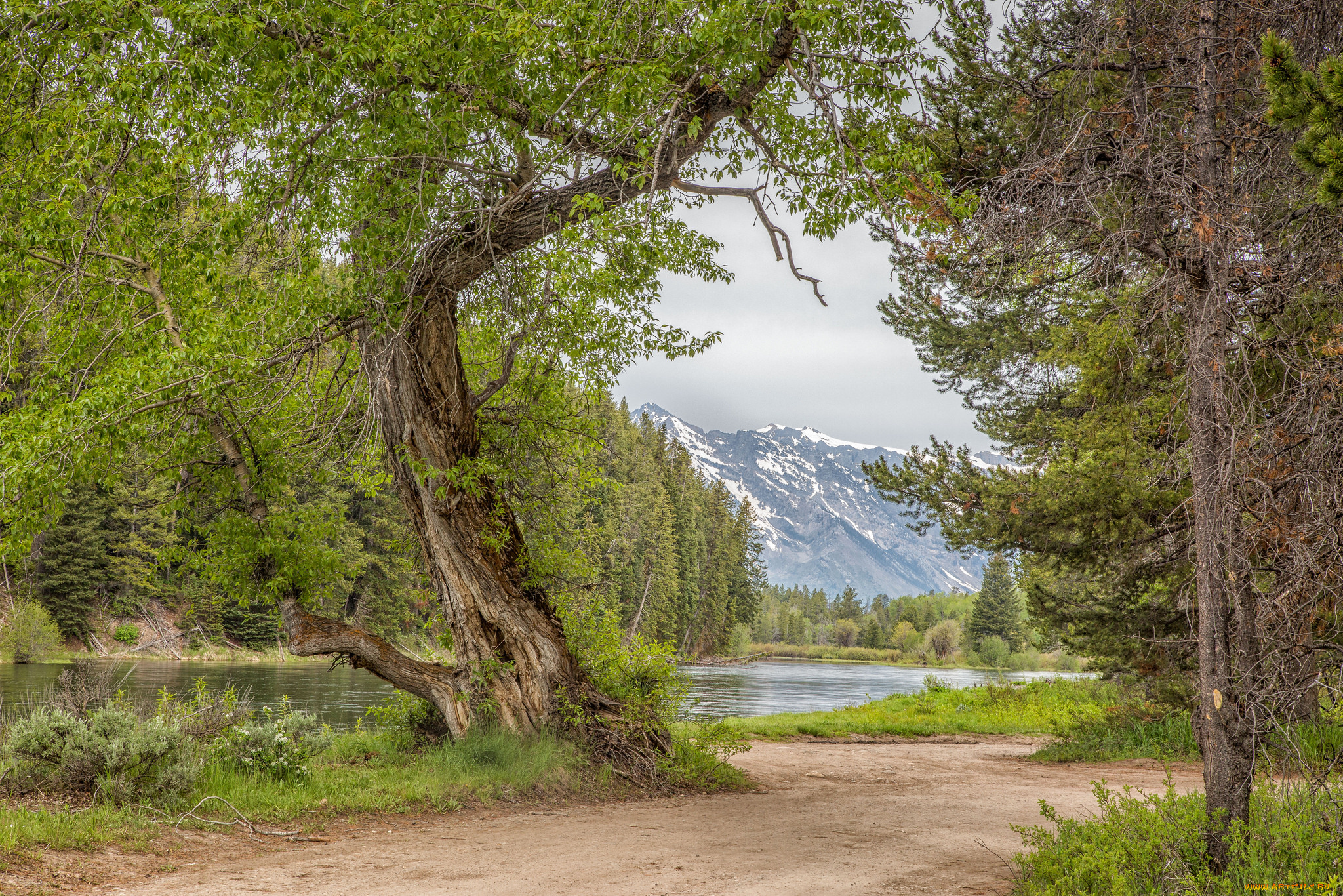 природа, дороги, лес, река, тропинка