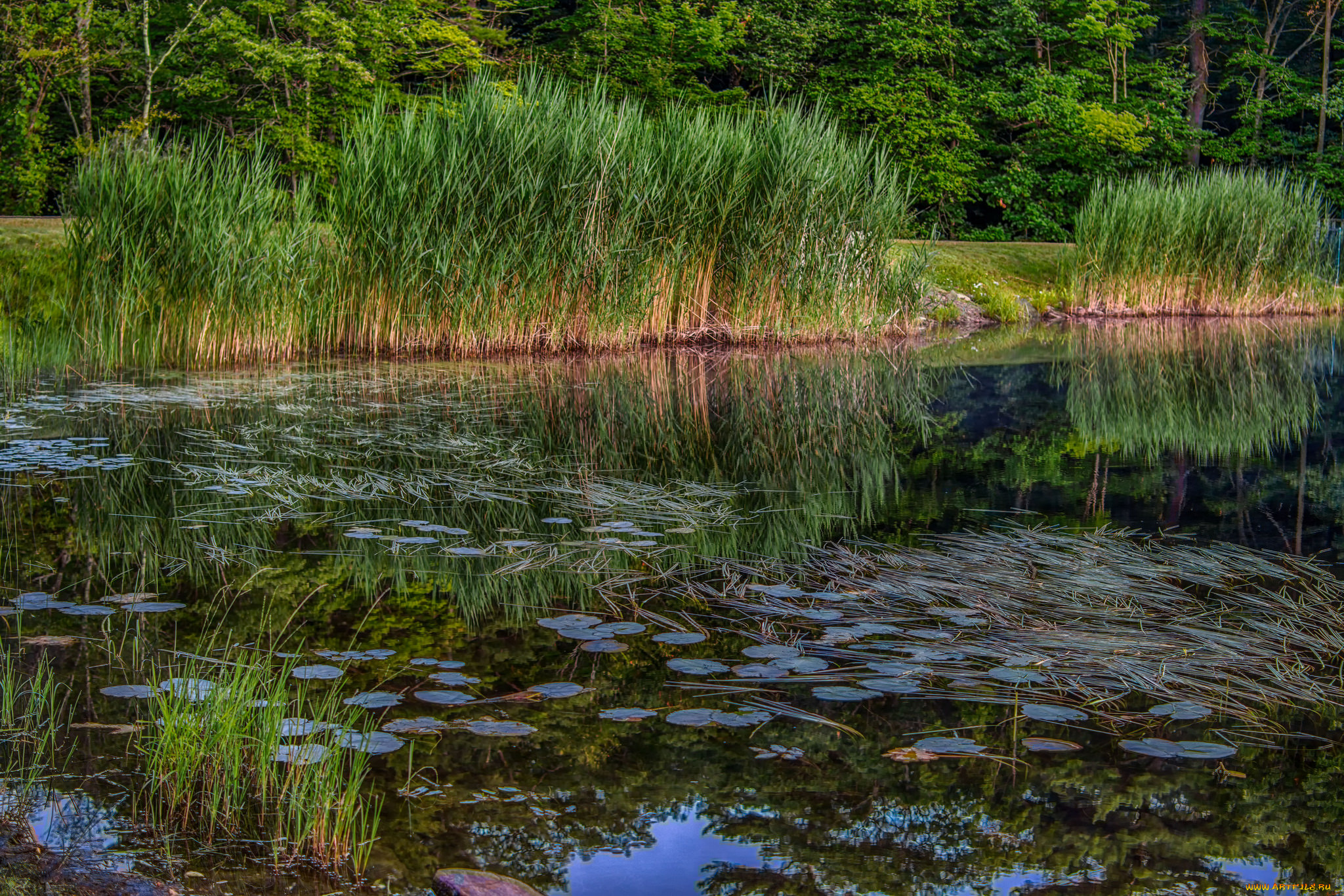 природа, реки, озера, лес, река