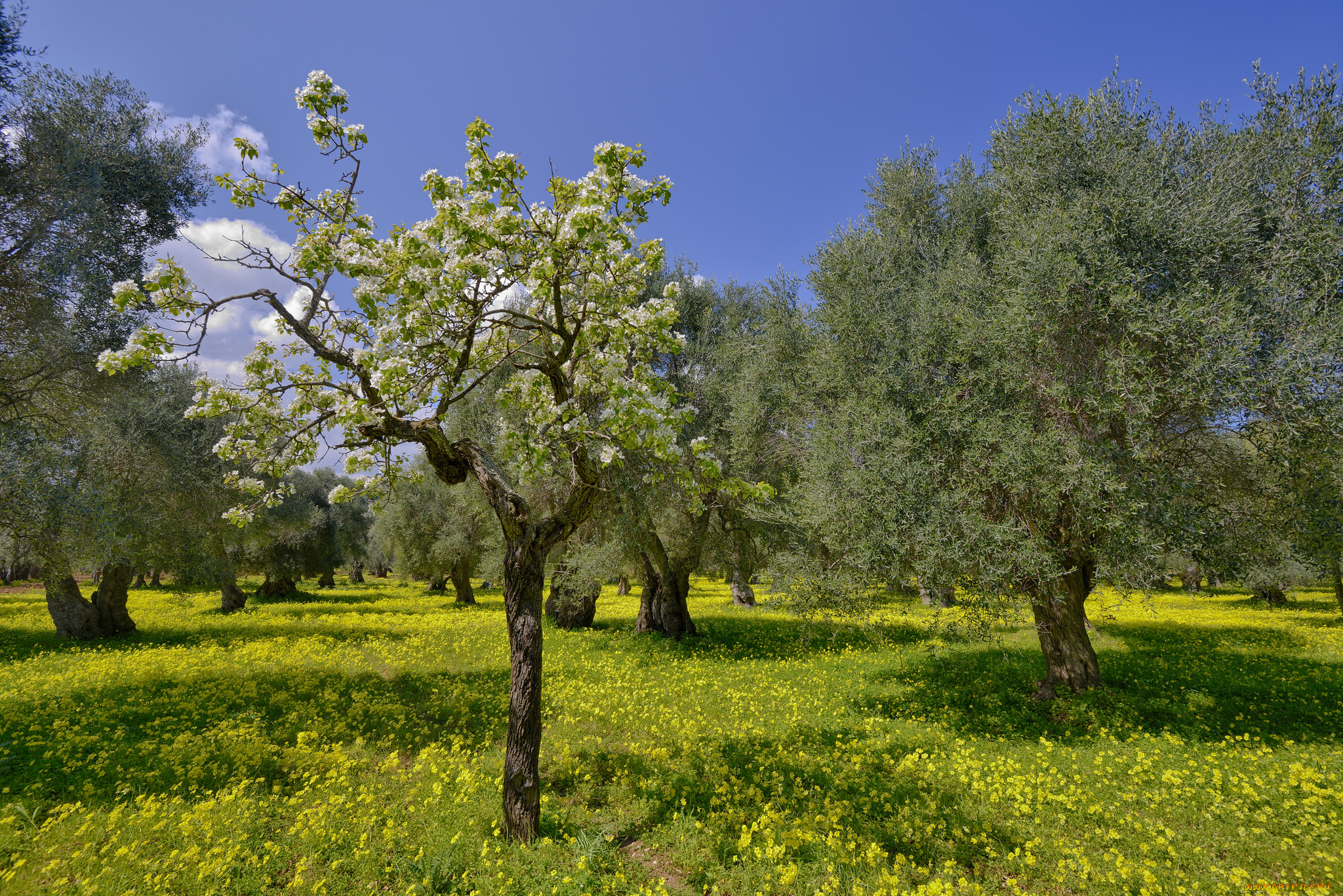 природа, деревья, сад