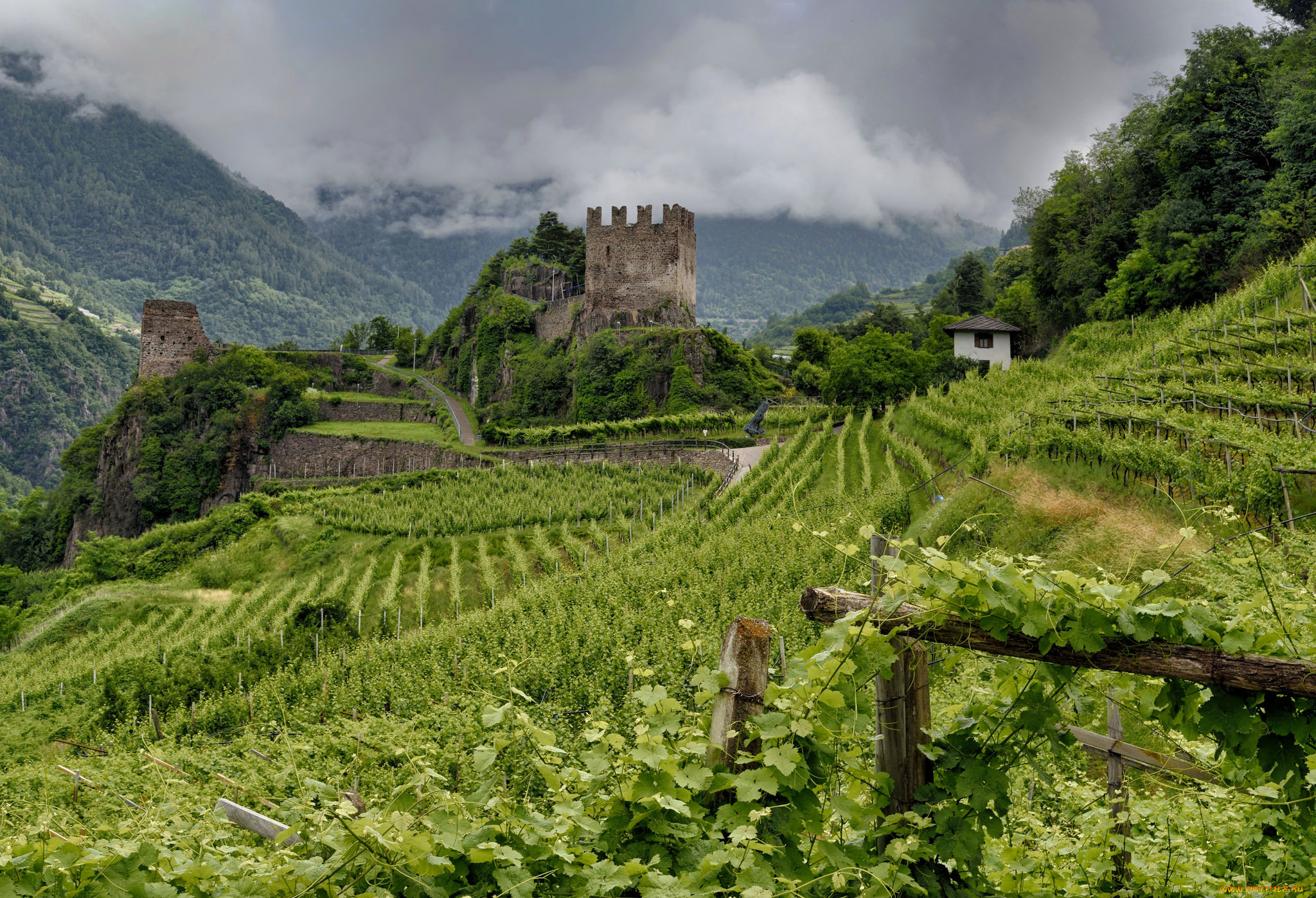 природа, поля