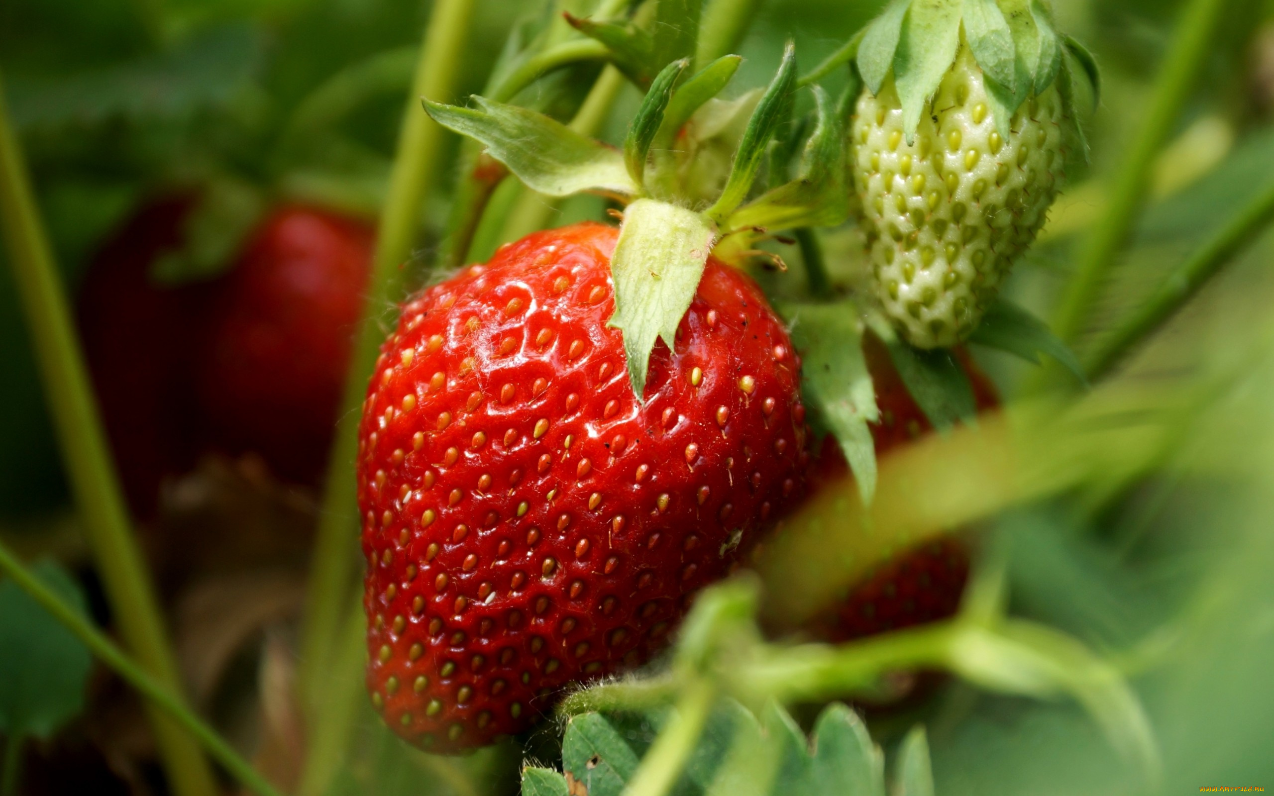 природа, Ягоды, клубника, ягода, красный