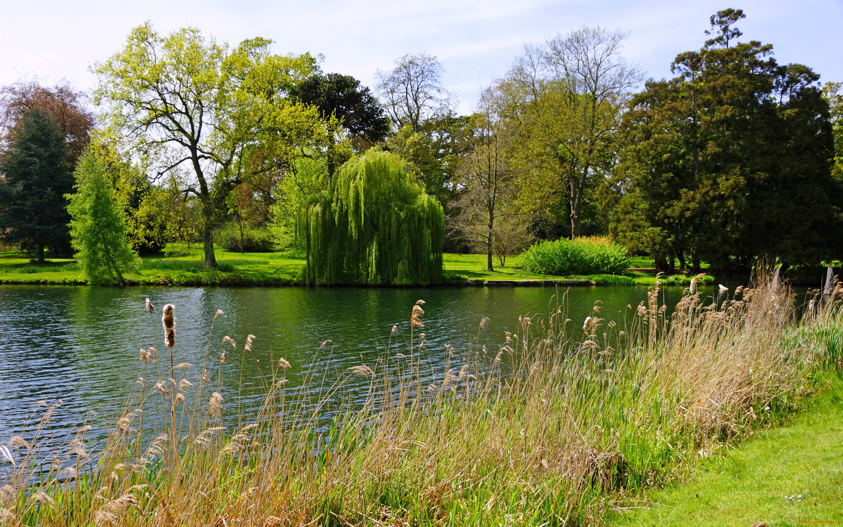 природа, реки, озера, англия, peterboro, лето, парк, озеро, трава, кусты, деревья