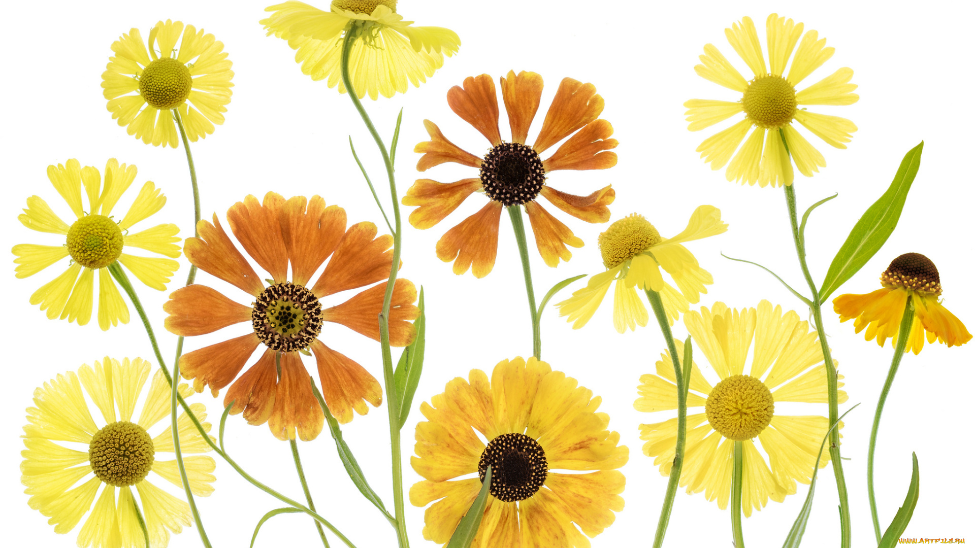 цветы, гайлардии, , гелениумы, оранжевый, макро, гайлардия