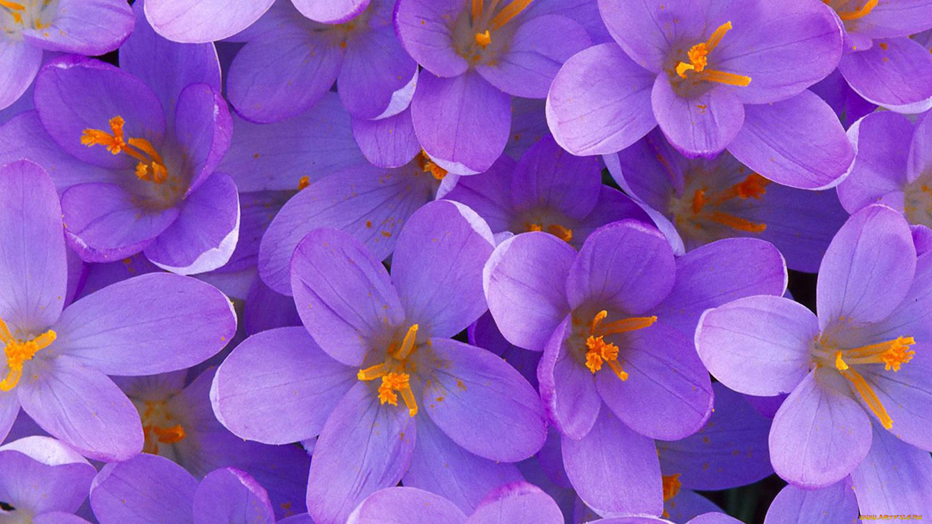 цветы, крокусы, пыльца, сиреневые