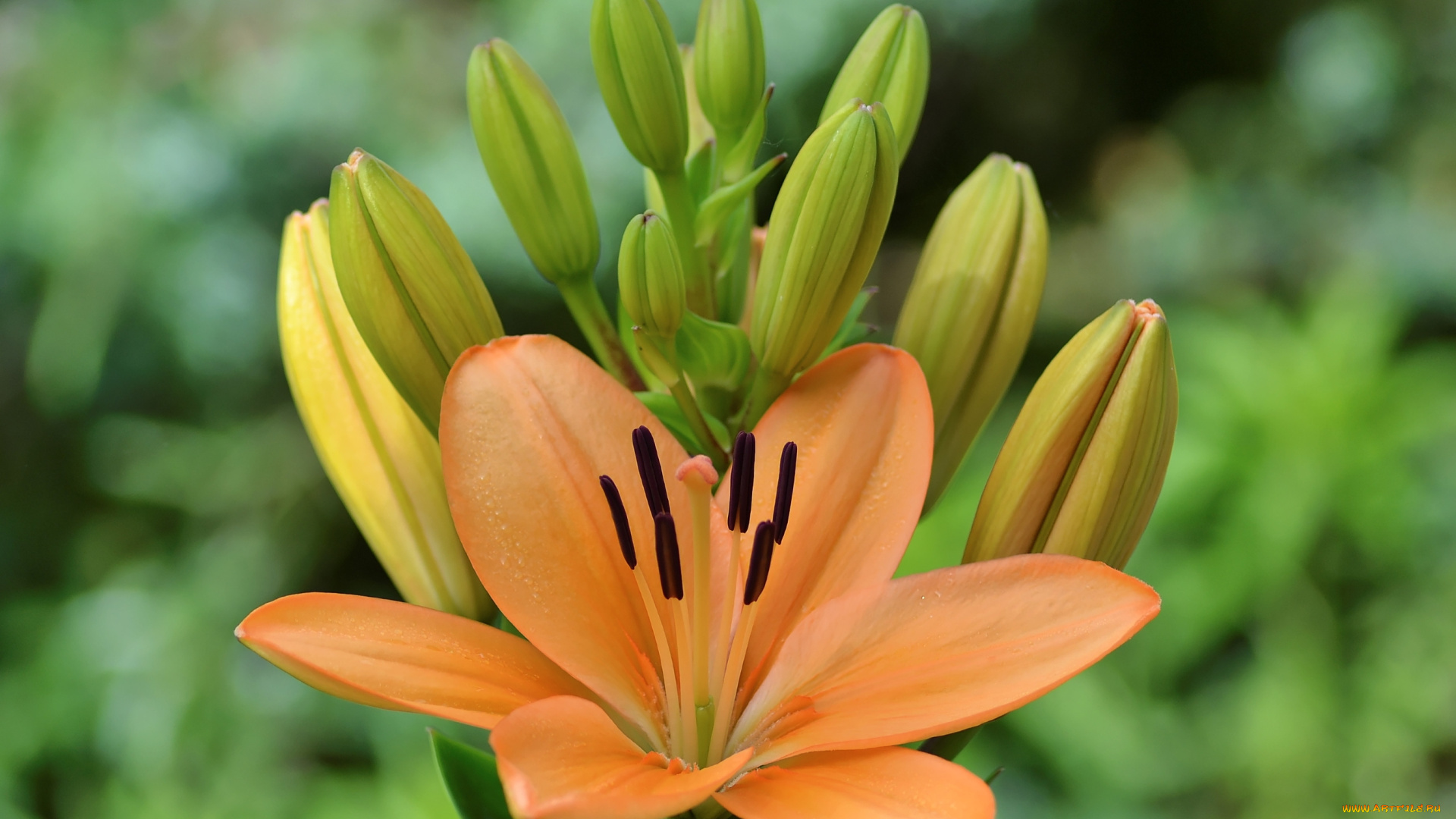 цветы, лилии, , лилейники, лилейник, бутоны, макро