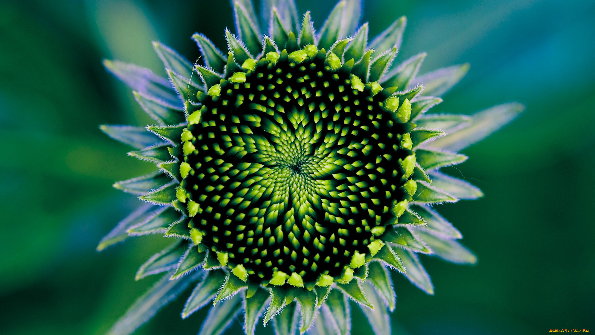 цветы, подсолнухи, лепестки, зеленый, подсолнух